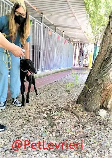 Pele adozione levrieri galgo 10 2