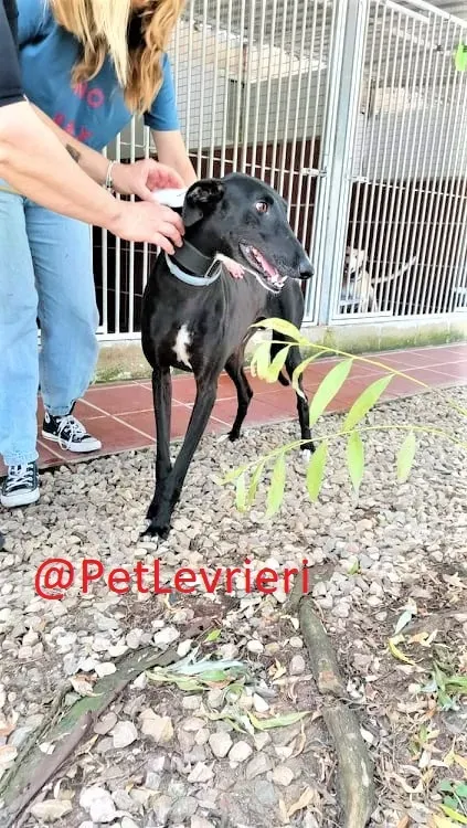 Pele adozione levrieri galgo 11 2