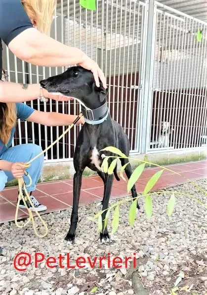 Pele adozione levrieri galgo 12 2