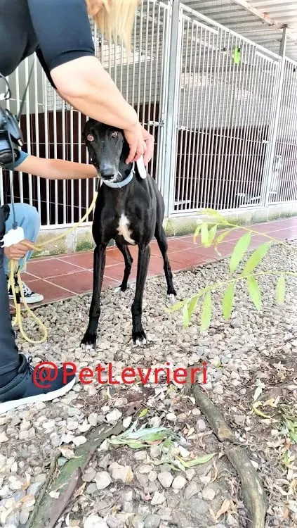 Pele adozione levrieri galgo 13 2