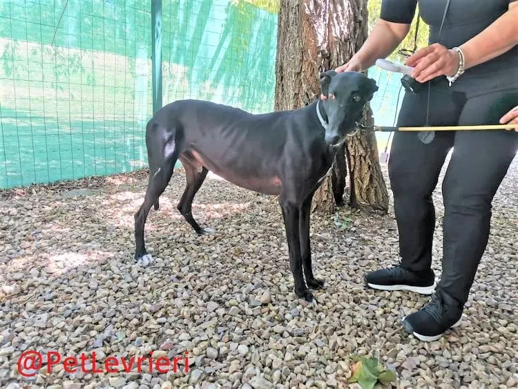 Pele adozione levrieri galgo 2