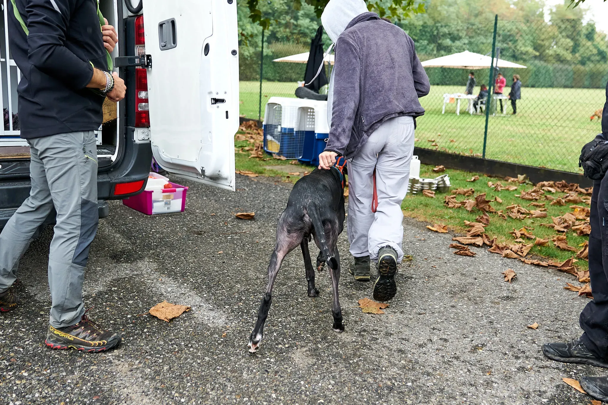 Pele galgo foster adozione levrieri 1