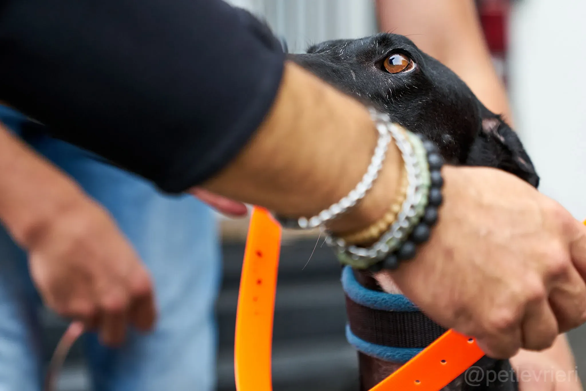 Pele galgo foster adozione levrieri 2