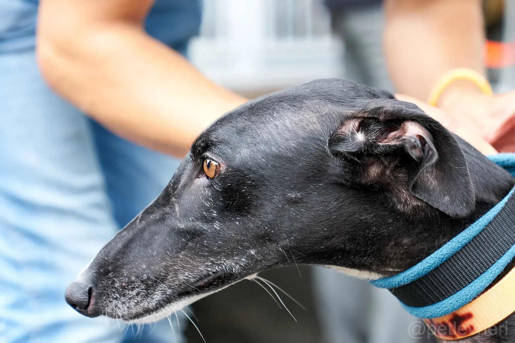 Pele galgo foster adozione levrieri 3