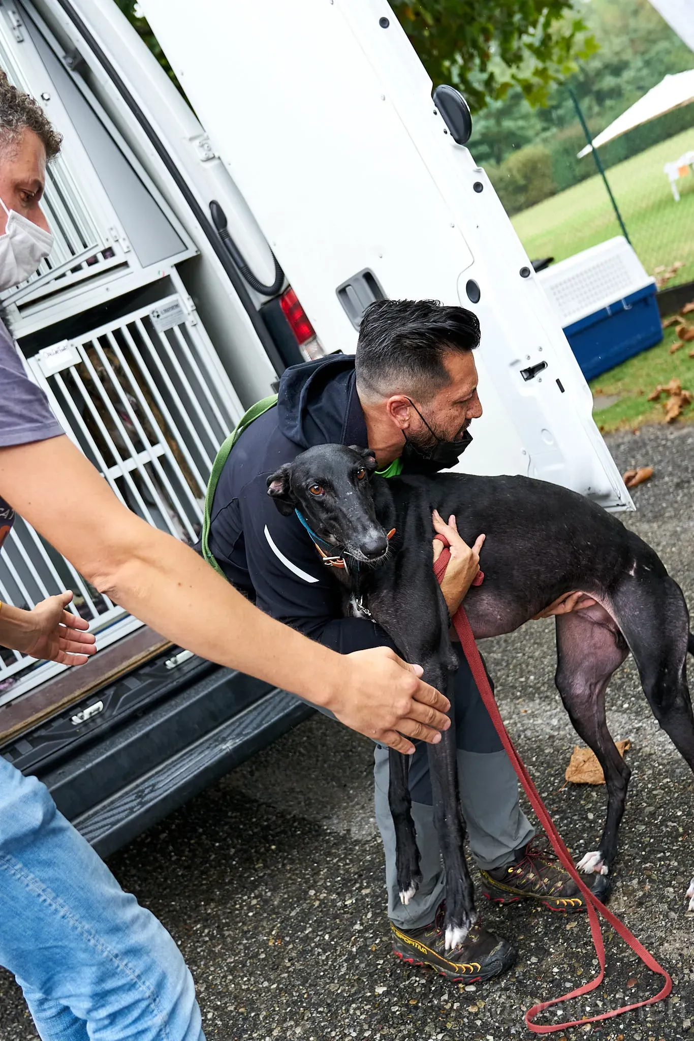 Pele galgo foster adozione levrieri 4