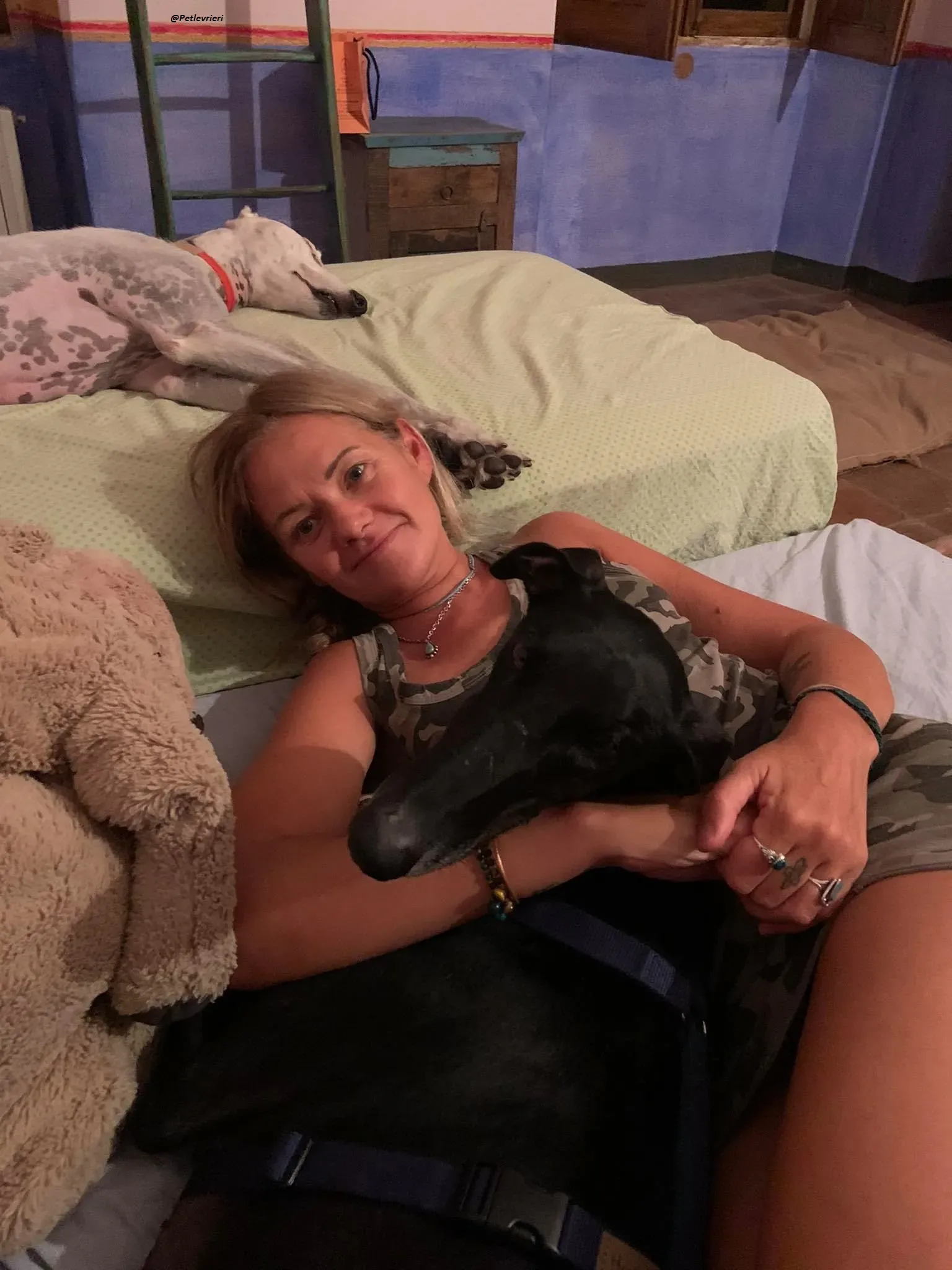 Pele rayo galgo foster adozione levrieri 1