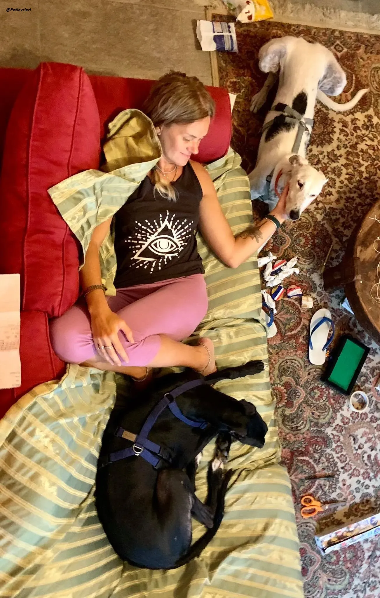 Pele rayo galgo foster adozione levrieri 2