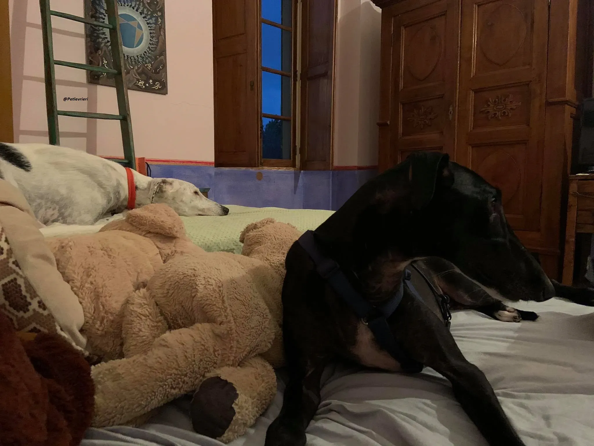 Pele rayo galgo foster adozione levrieri 3