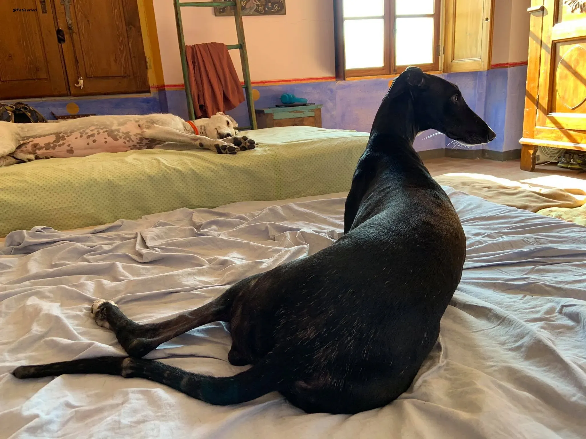 Pele rayo galgo foster adozione levrieri 4