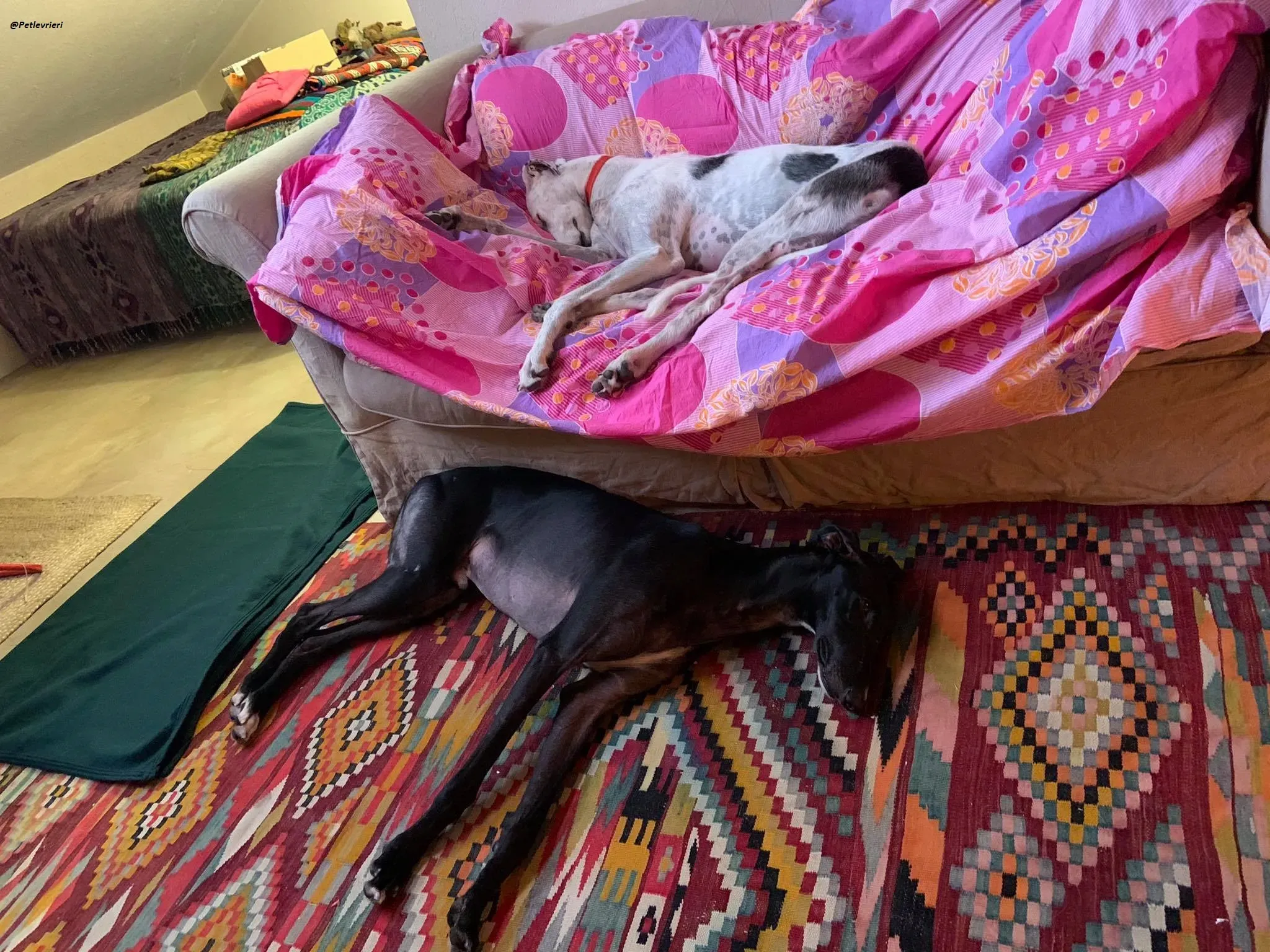 Pele rayo galgo foster adozione levrieri 5