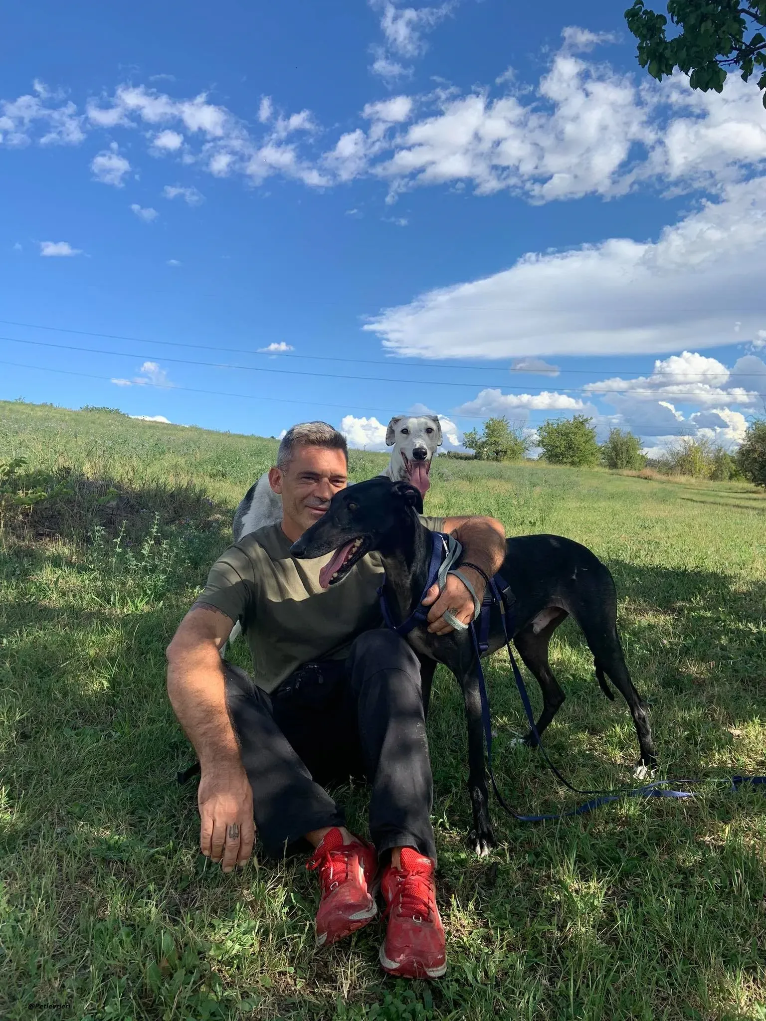 Pele rayo galgo foster adozione levrieri 6