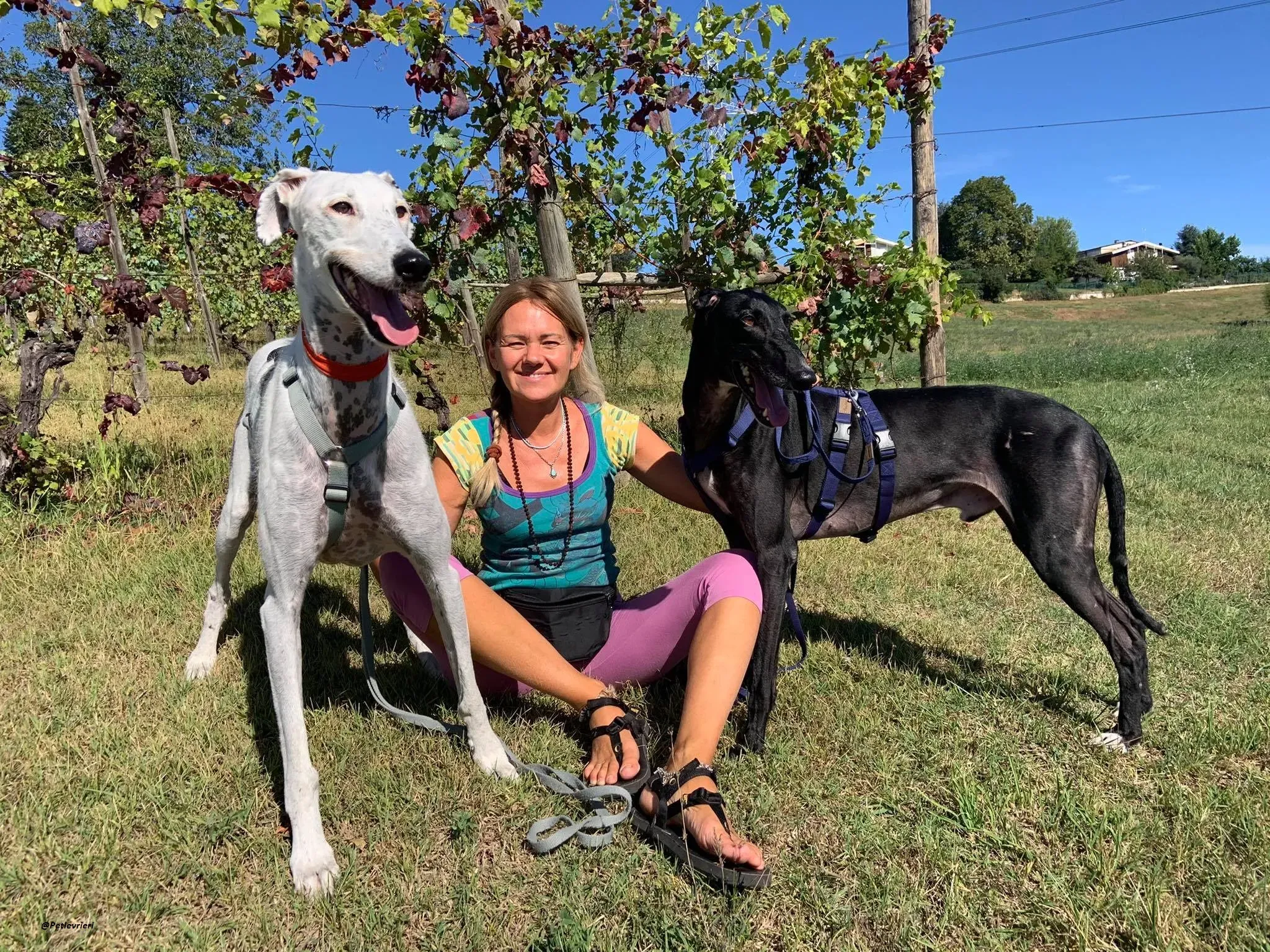 Pele rayo galgo foster adozione levrieri 7