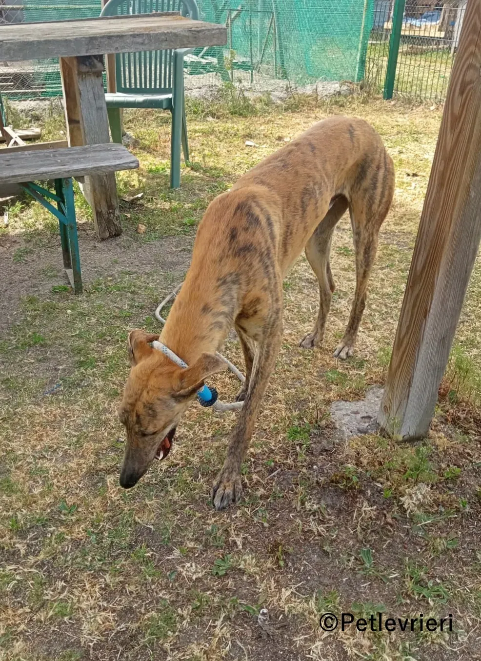 Peli galgo adozione pet levrieri onlus 1