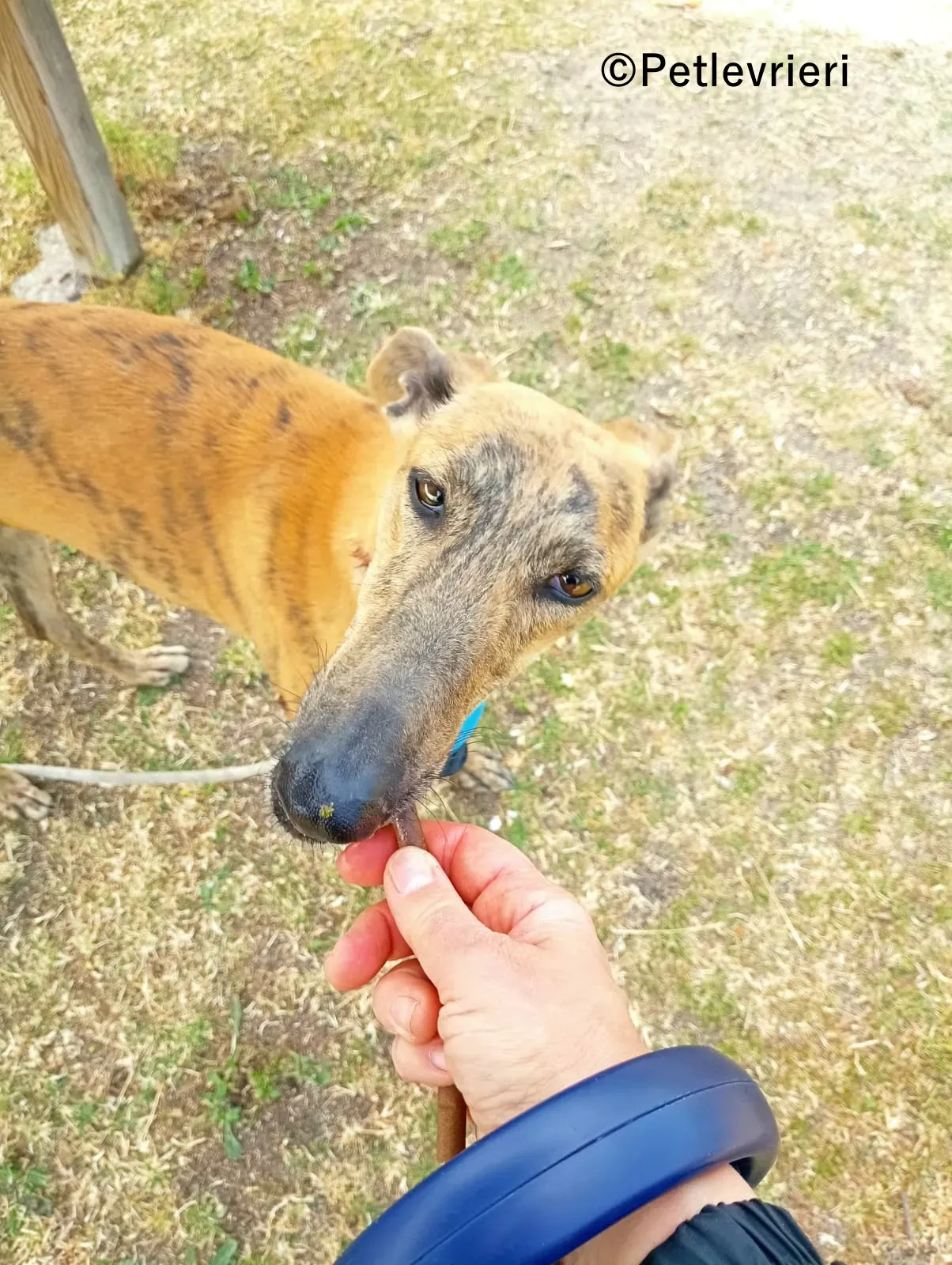 Peli galgo adozione pet levrieri onlus 2