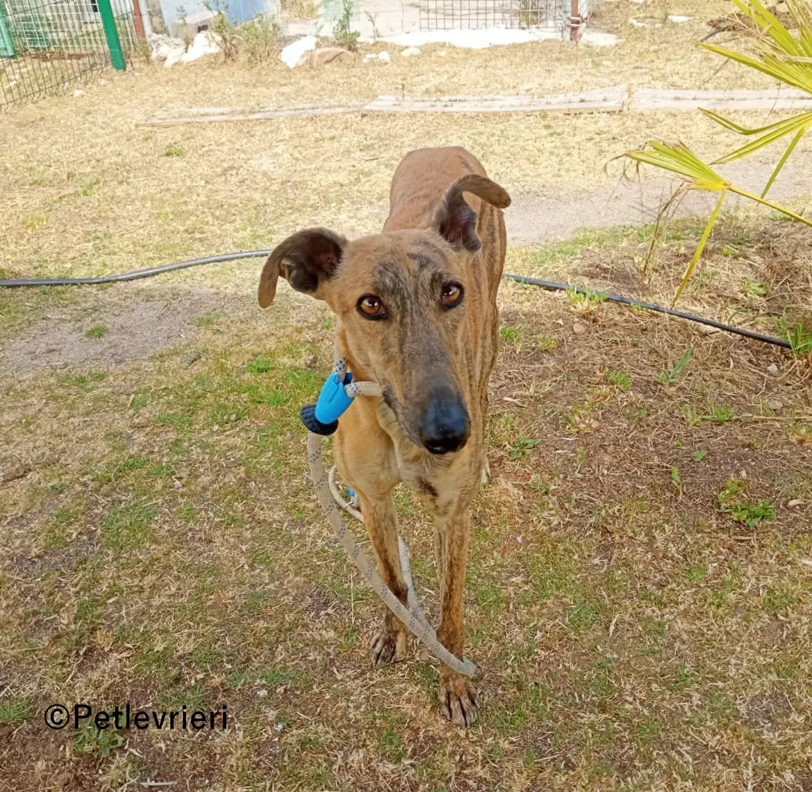 Peli galgo adozione pet levrieri onlus 3