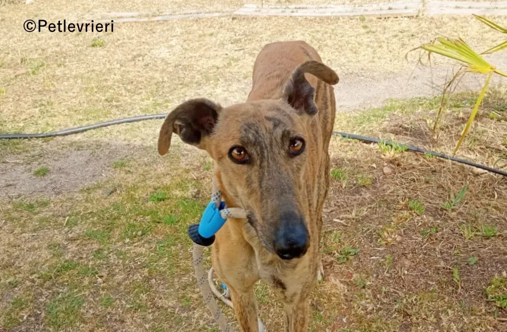 Peli galgo adozione pet levrieri onlus 5
