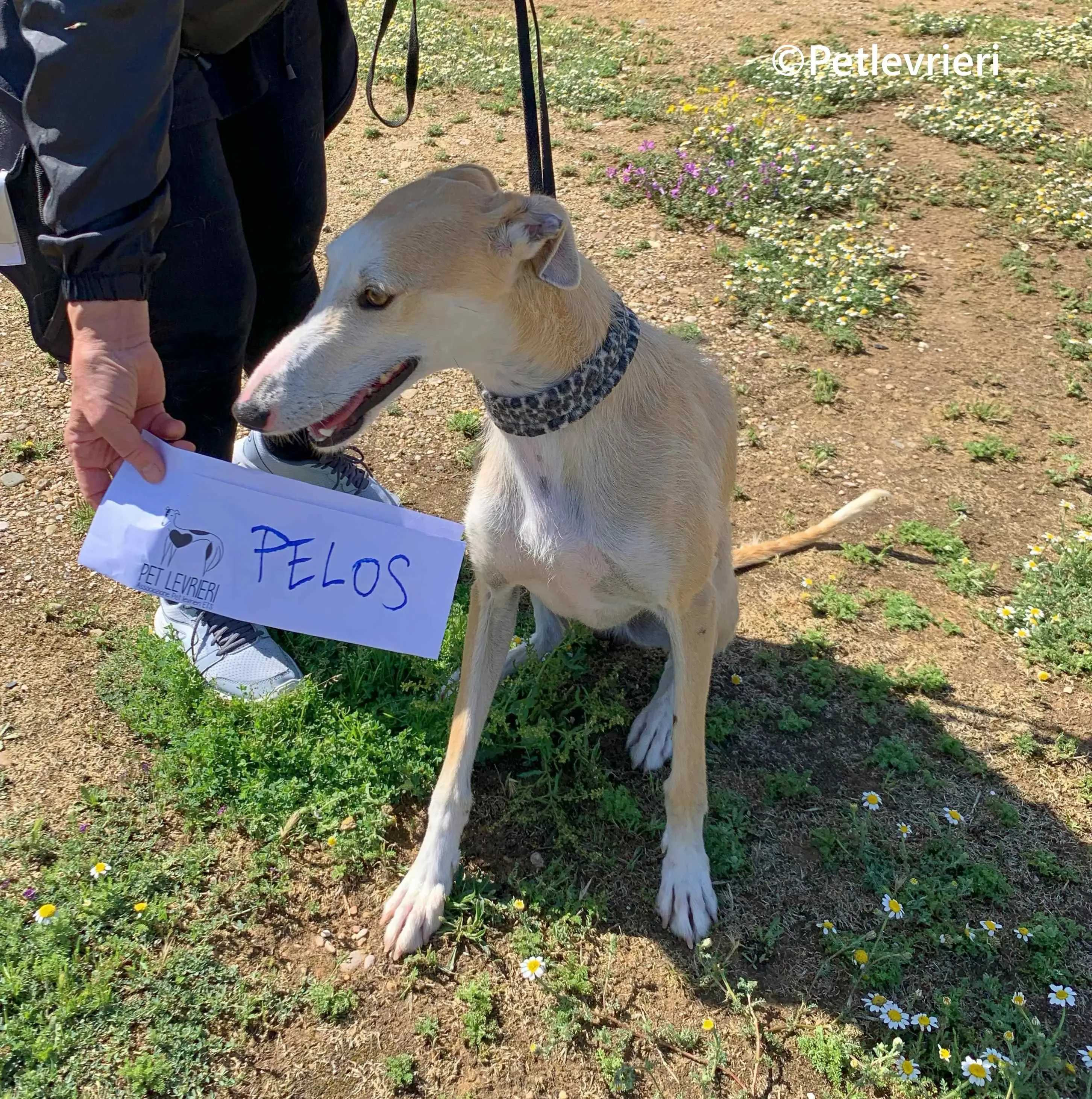 Pelos galgo adozione pet levrieri onlus 1