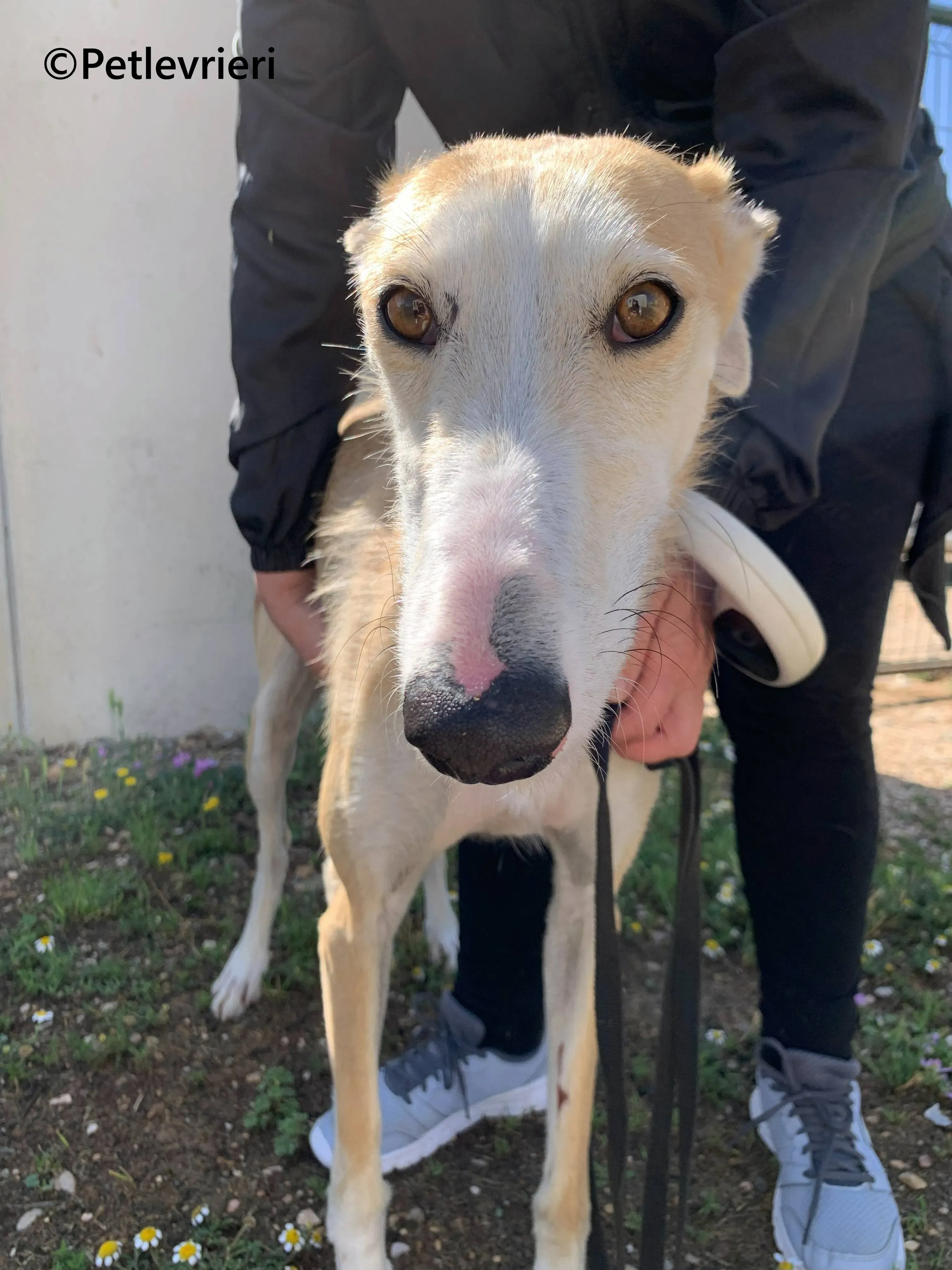 Pelos galgo adozione pet levrieri onlus 10