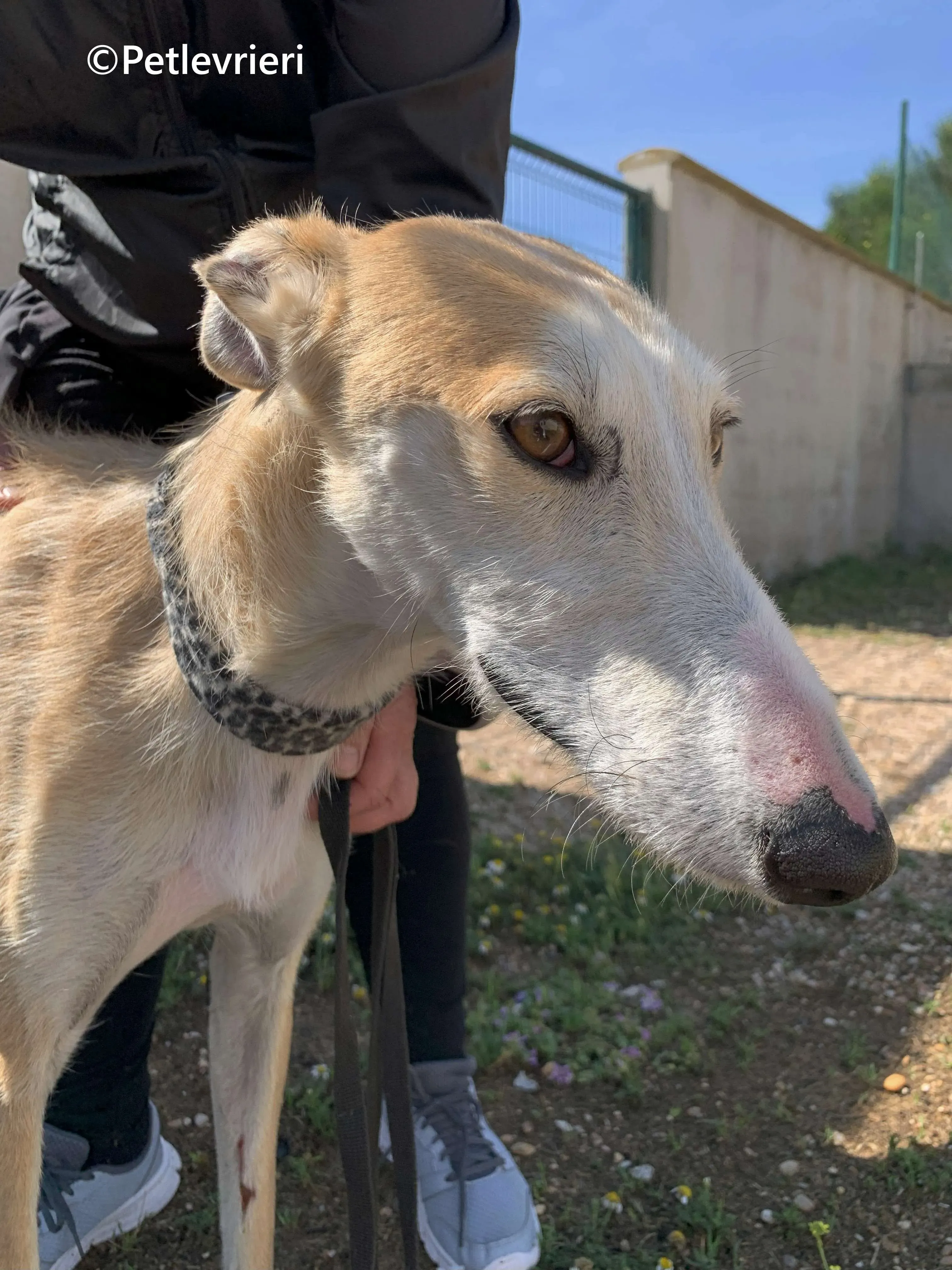 Pelos galgo adozione pet levrieri onlus 11