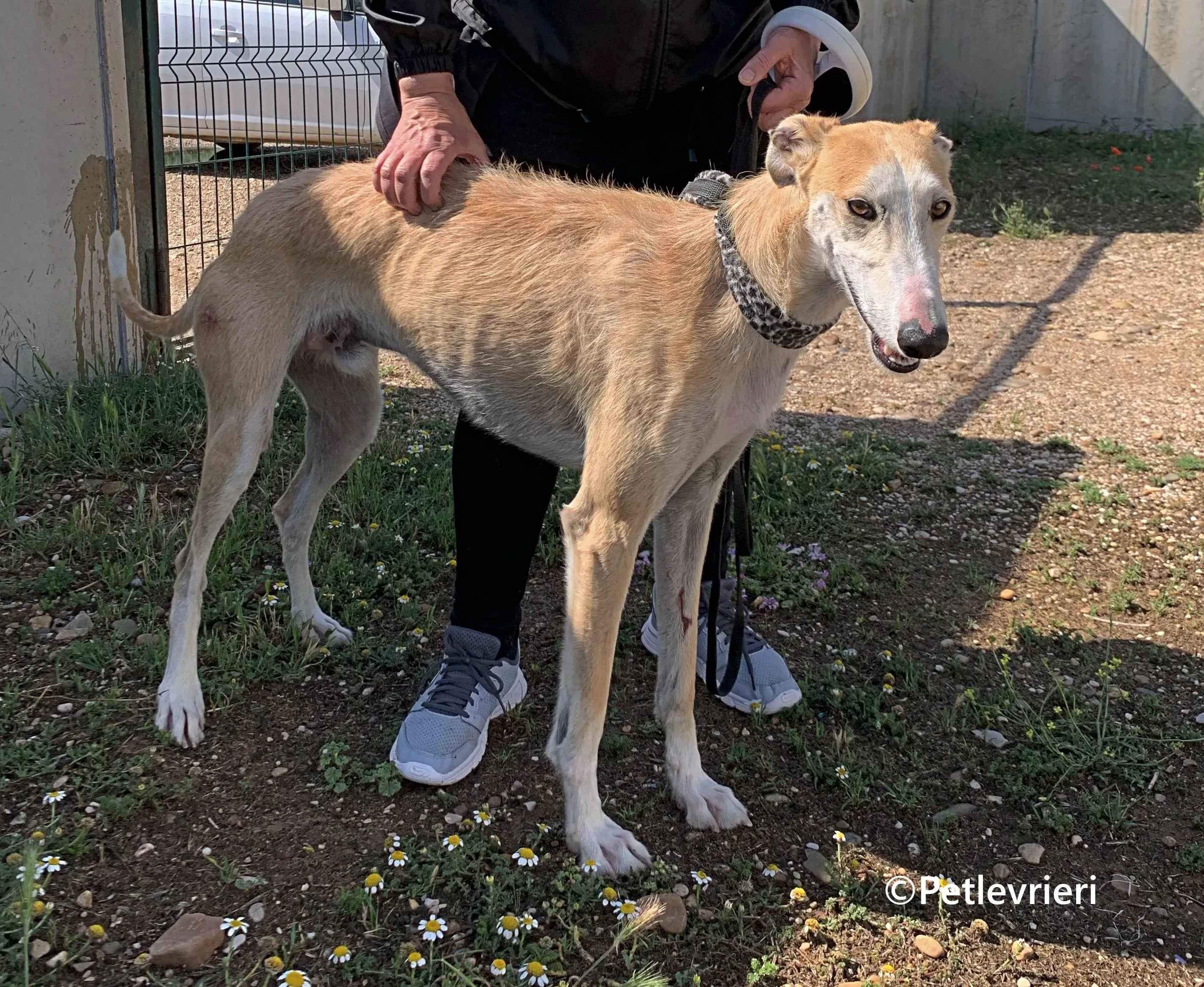 Pelos galgo adozione pet levrieri onlus 12