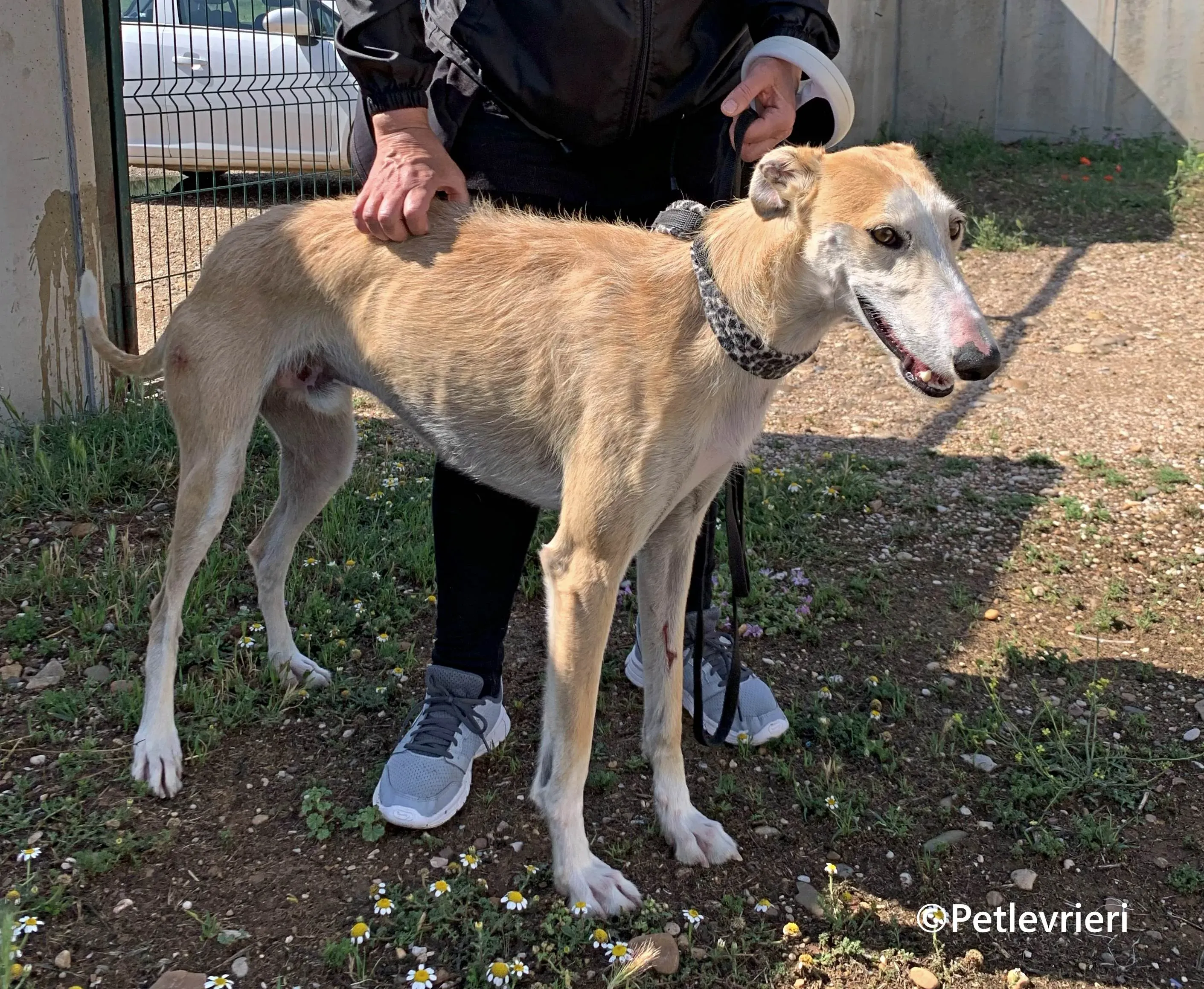Pelos galgo adozione pet levrieri onlus 13