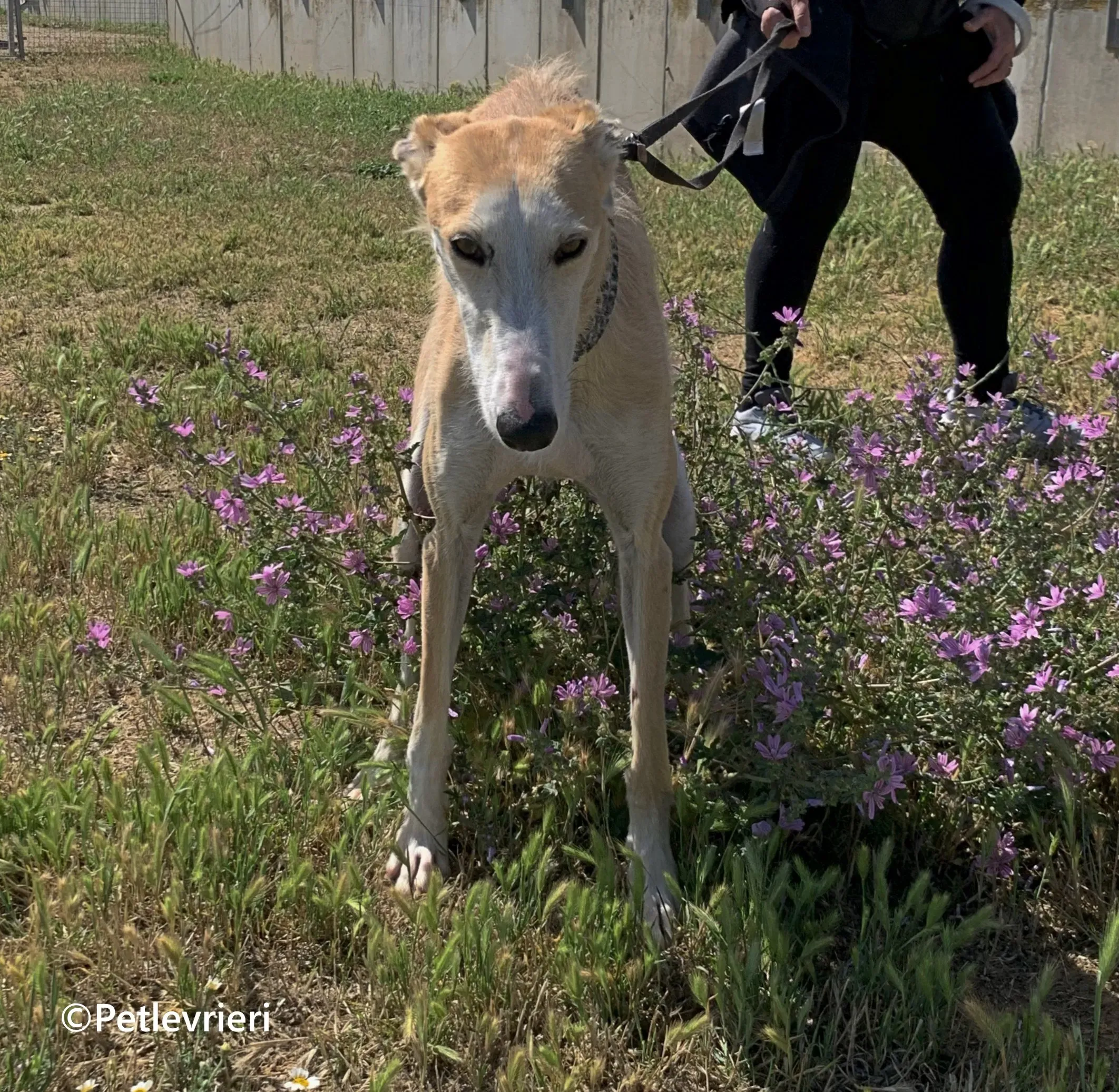 Pelos galgo adozione pet levrieri onlus 14