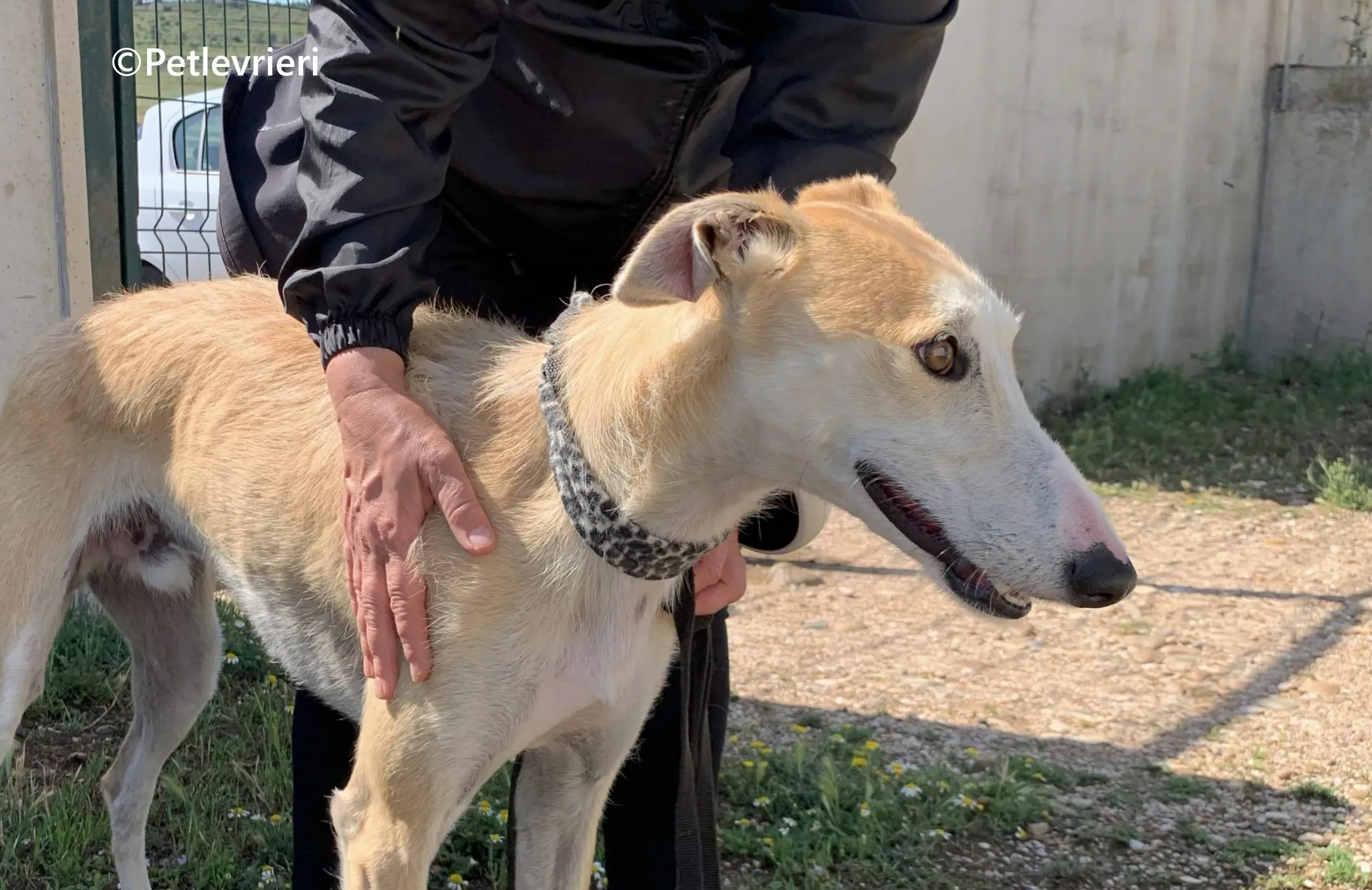 Pelos galgo adozione pet levrieri onlus 15
