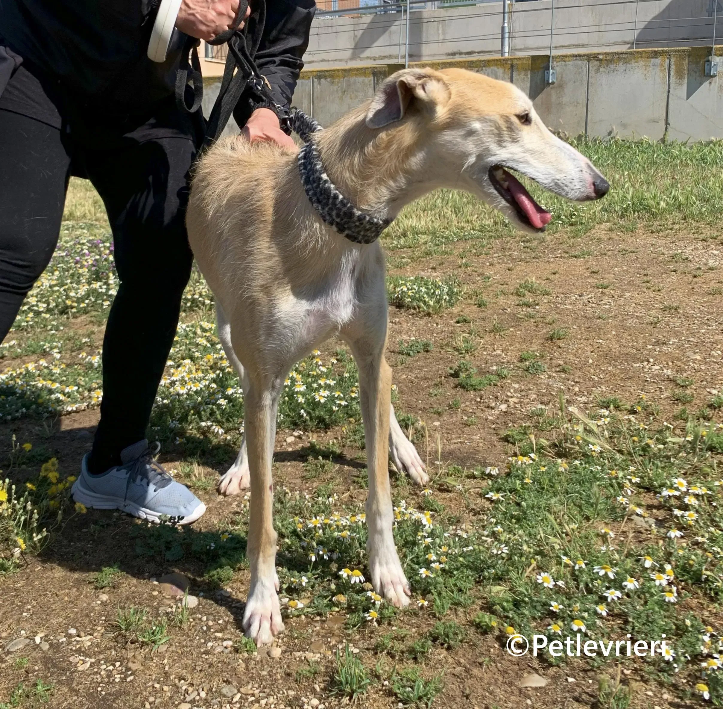 Pelos galgo adozione pet levrieri onlus 2