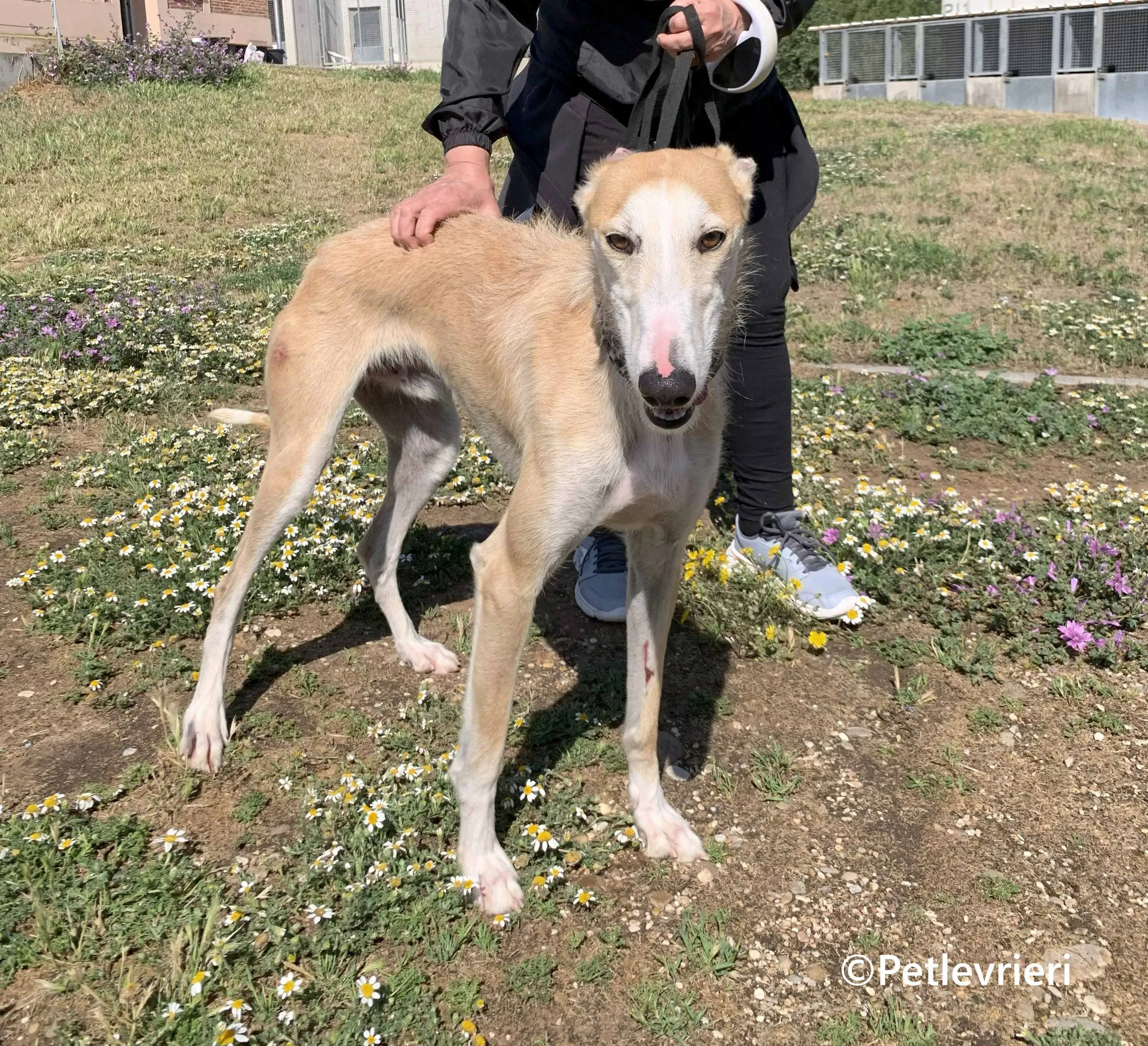 Pelos galgo adozione pet levrieri onlus 3