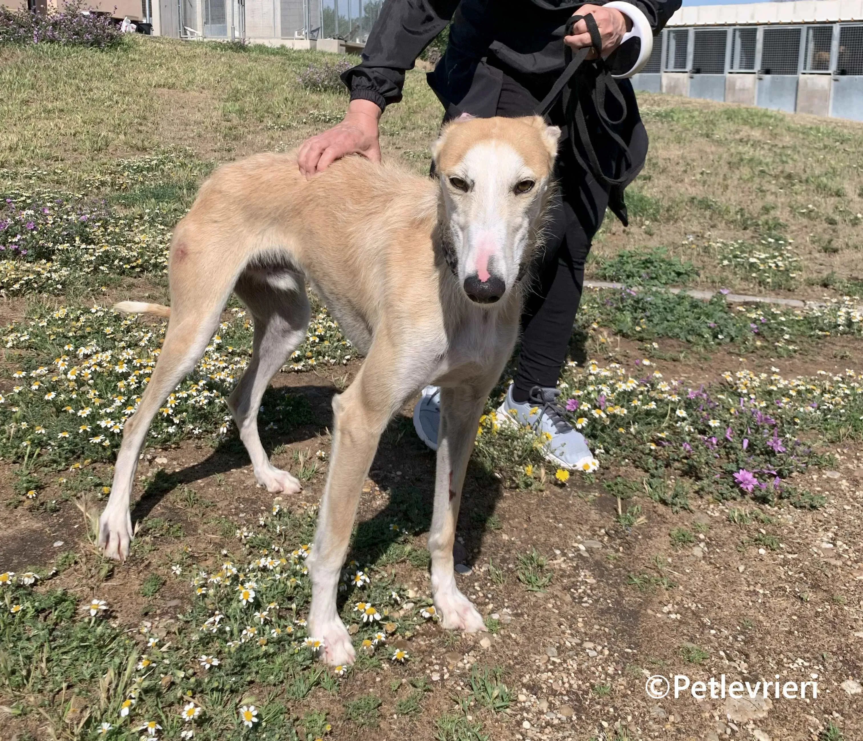 Pelos galgo adozione pet levrieri onlus 4