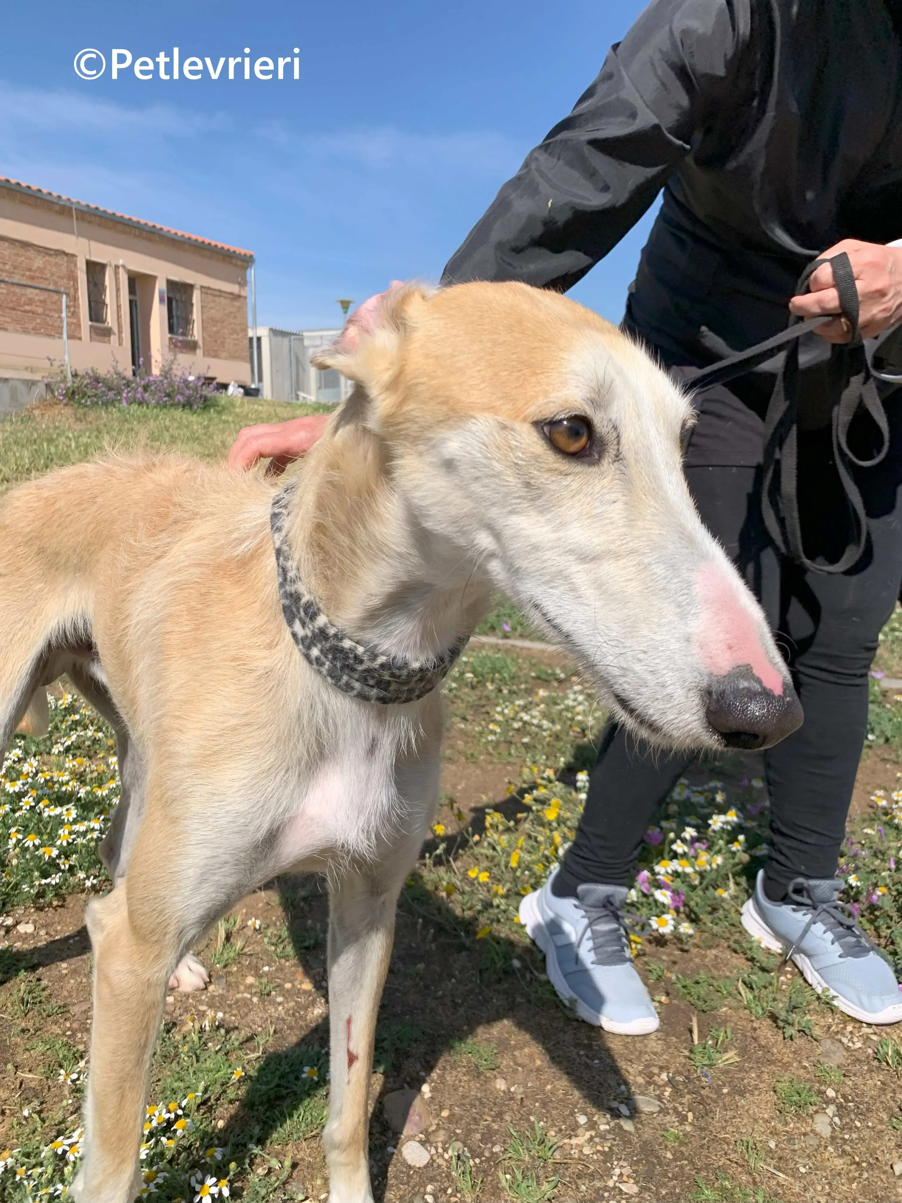 Pelos galgo adozione pet levrieri onlus 5