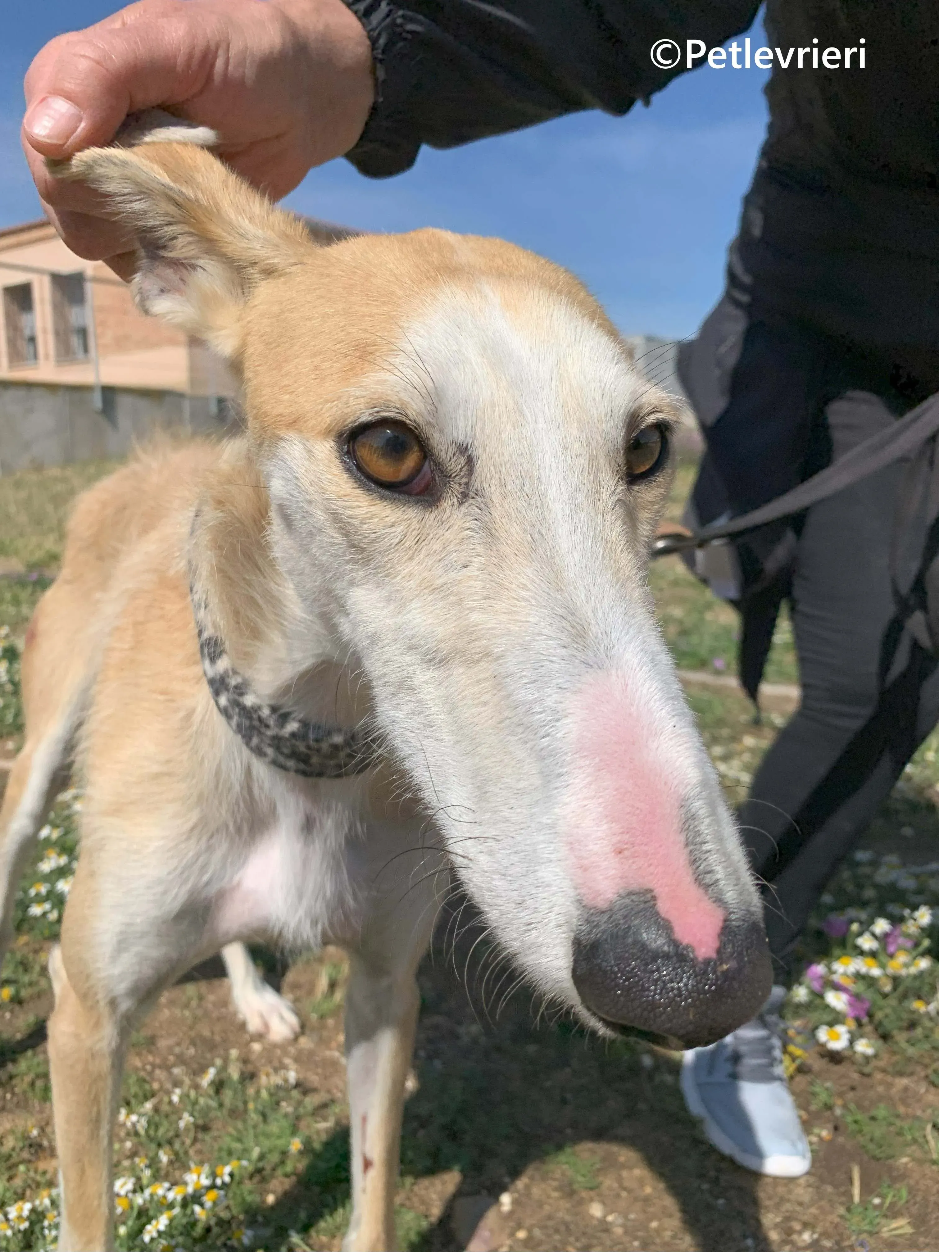 Pelos galgo adozione pet levrieri onlus 6