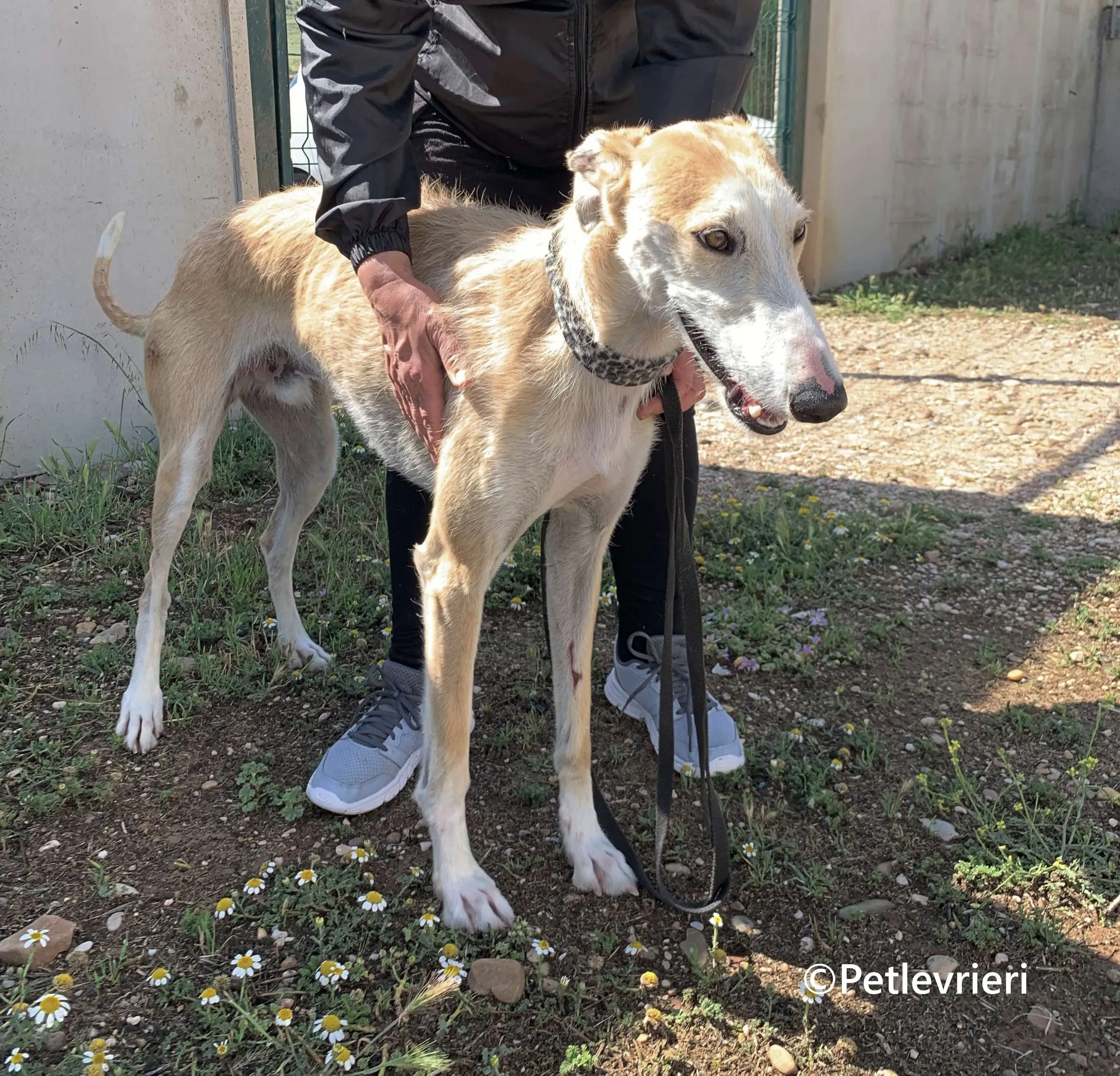 Pelos galgo adozione pet levrieri onlus 7