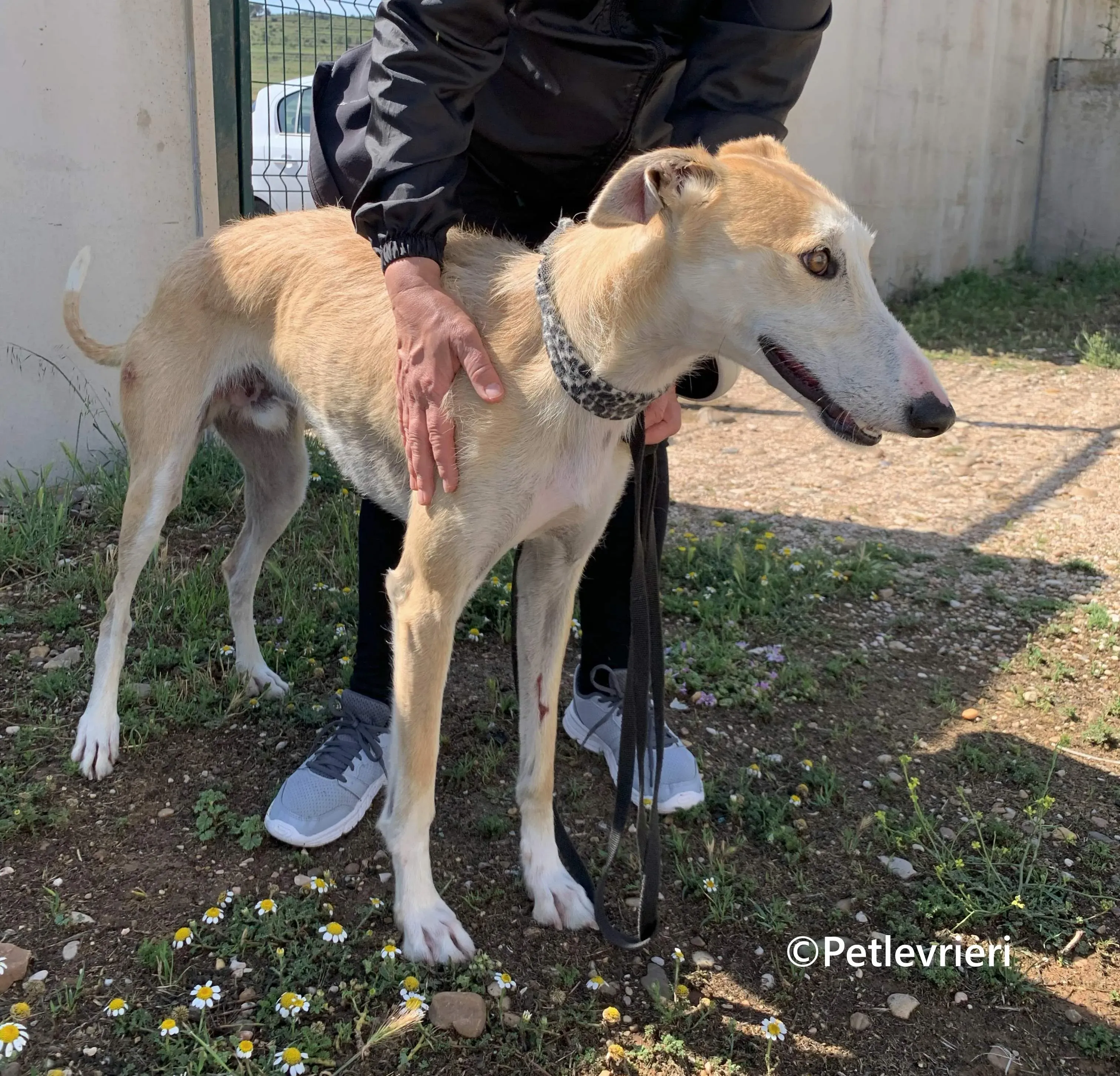 Pelos galgo adozione pet levrieri onlus 8