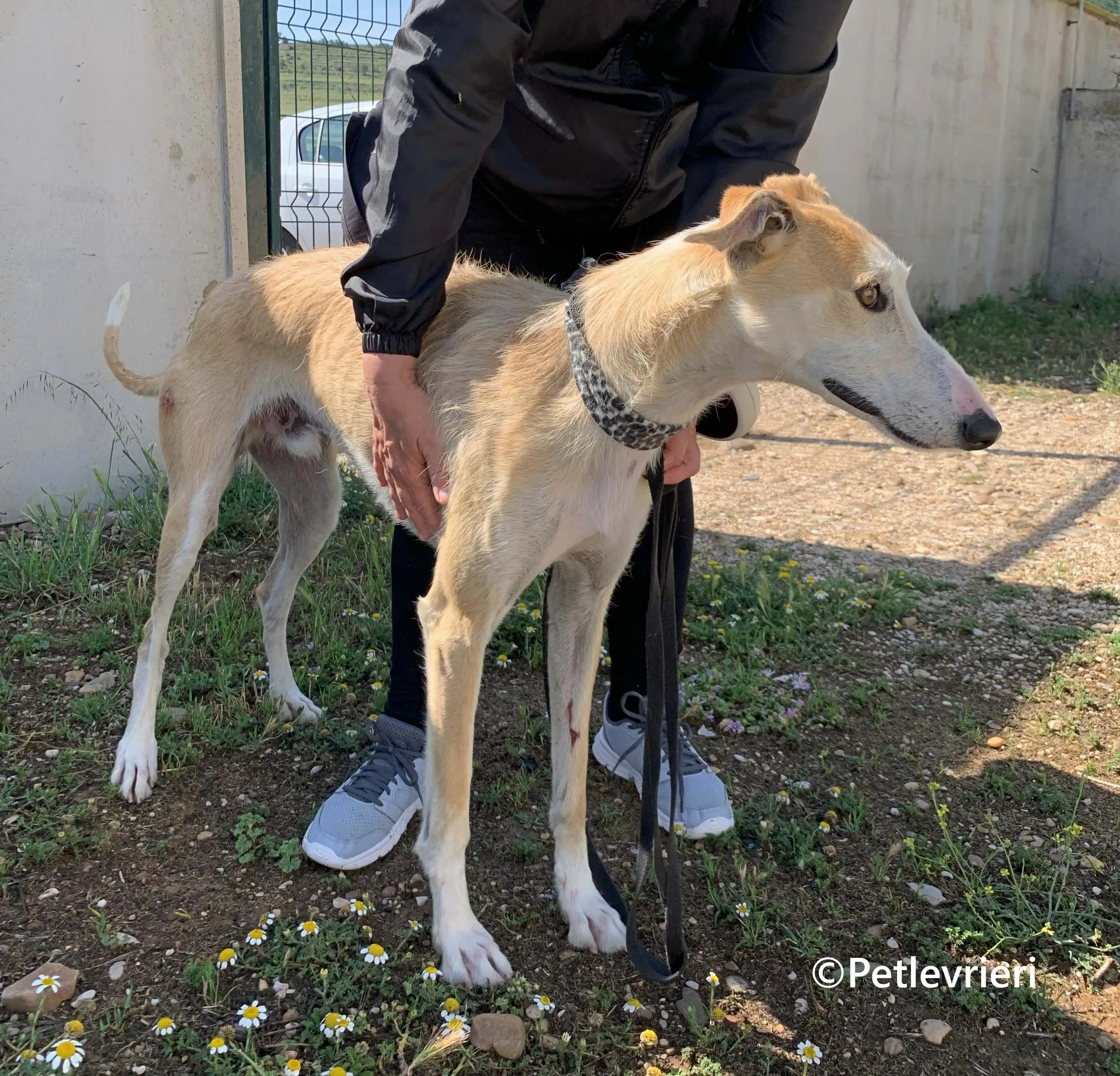 Pelos galgo adozione pet levrieri onlus 9