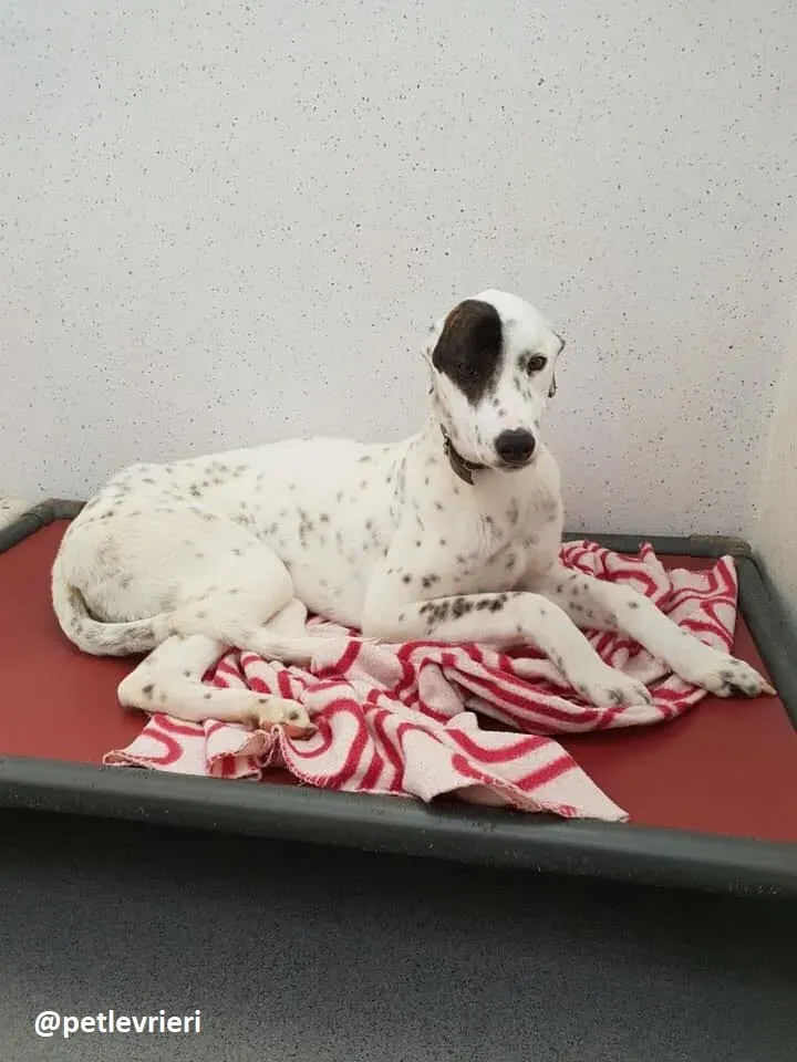 Penny adozione greyhound 1