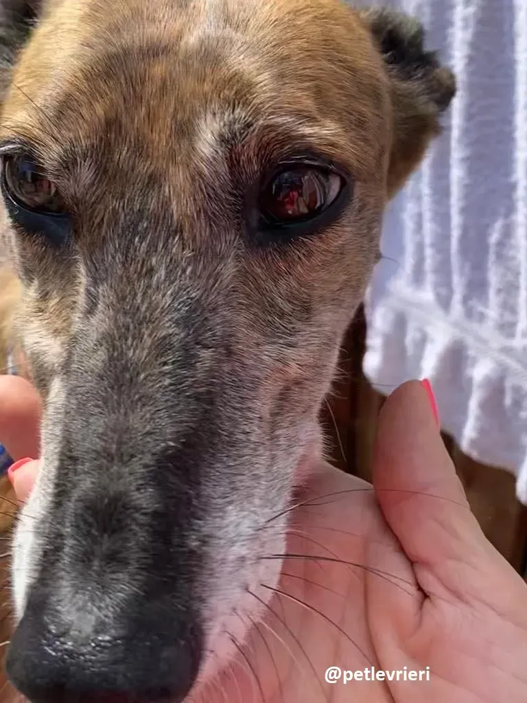 Penny adozione greyhound