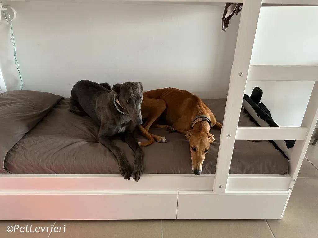 Penny adozione levrieri greyhound 1 1