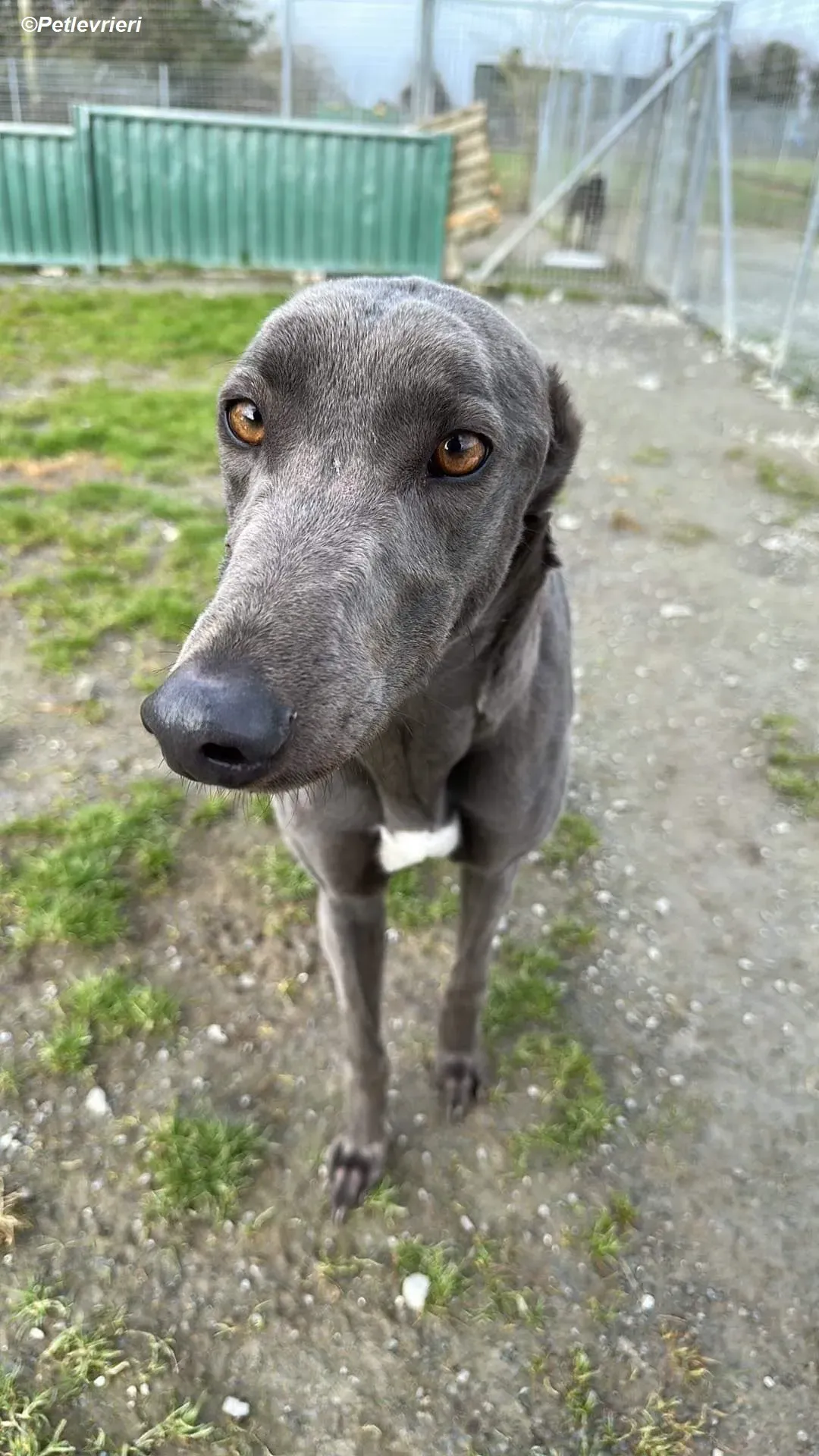 Penny adozione levrieri greyhound 1
