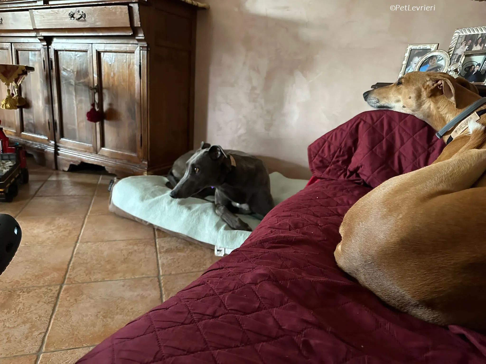 Penny adozione levrieri greyhound 10