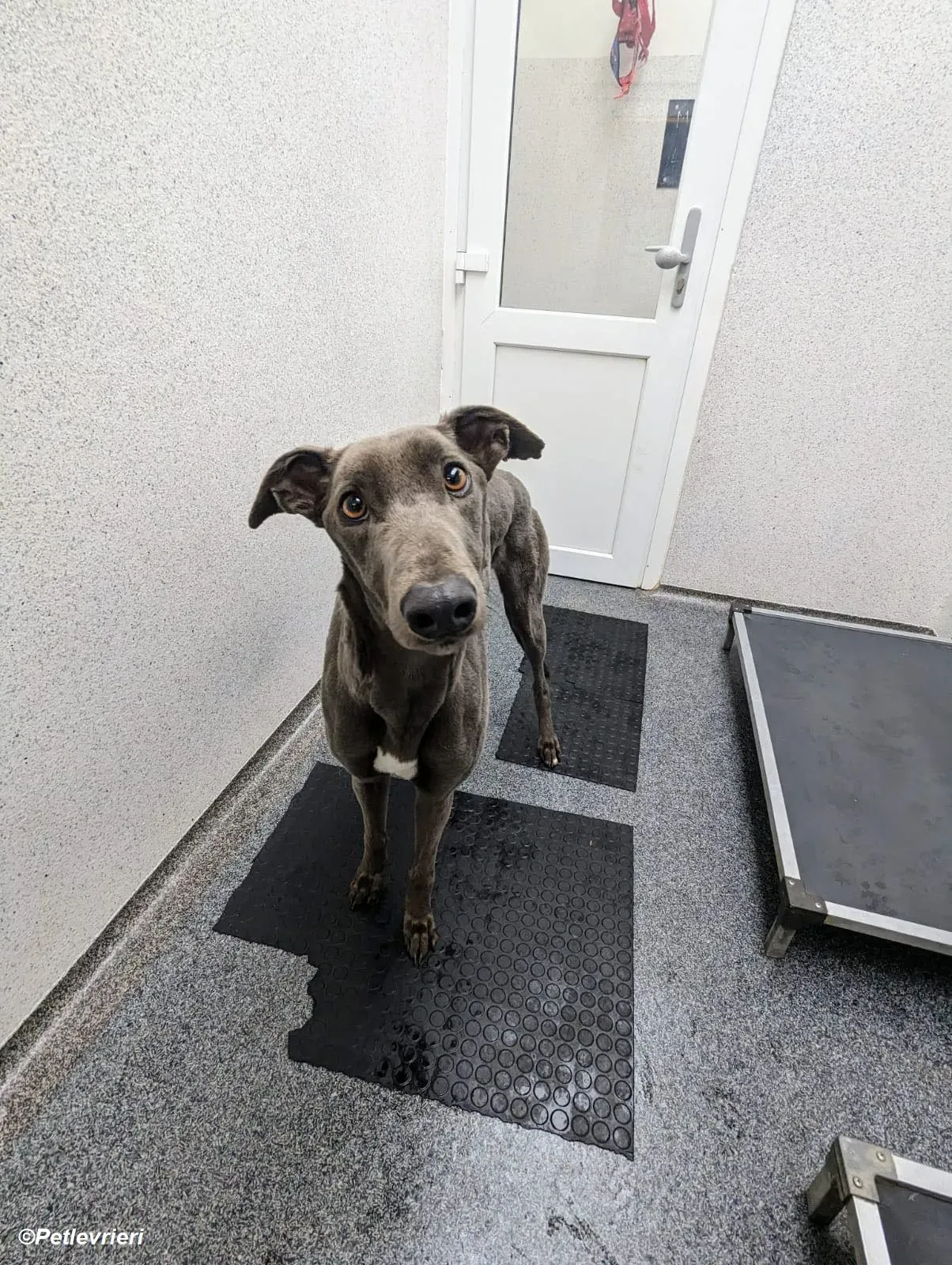 Penny adozione levrieri greyhound 16