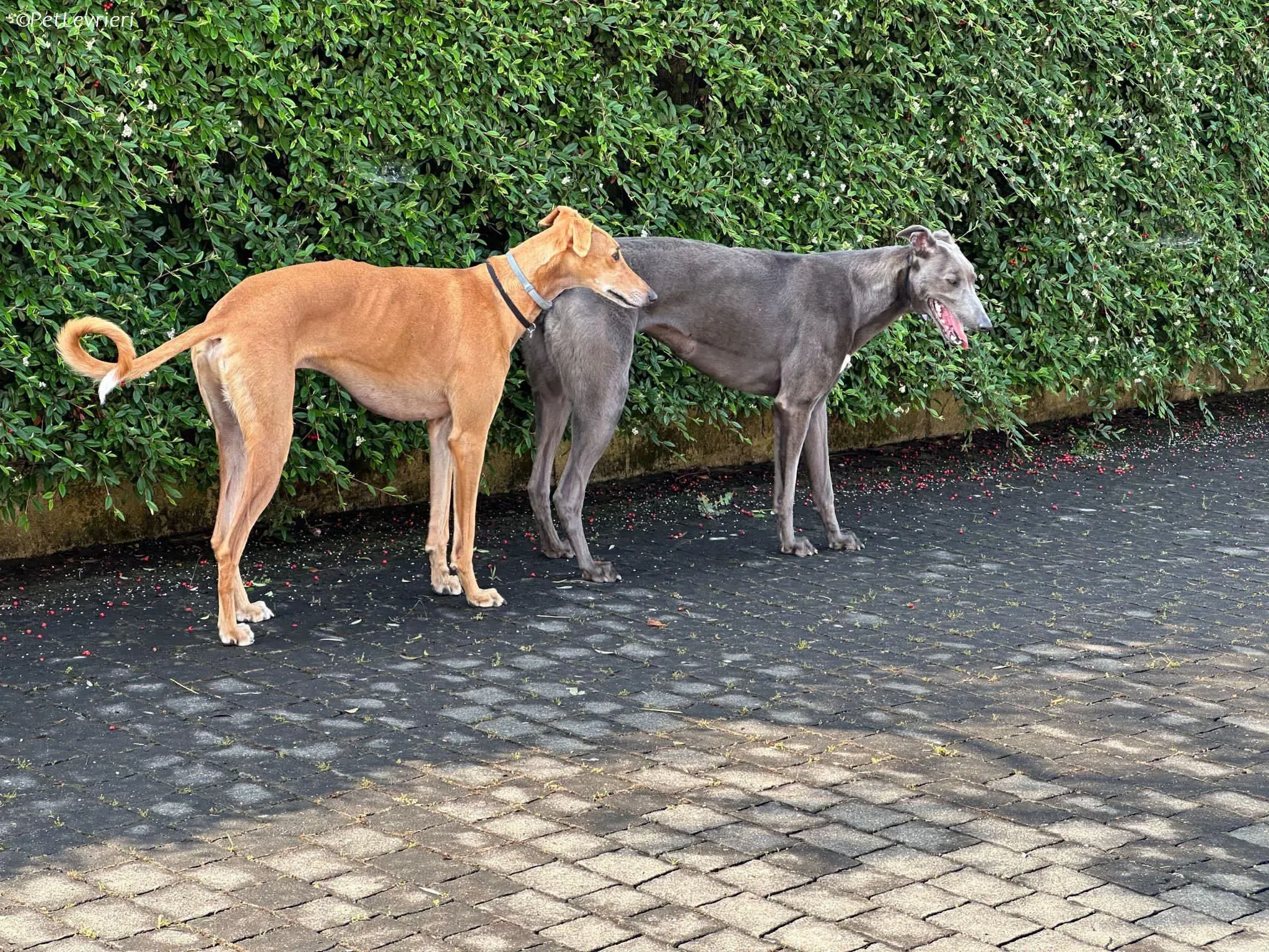 Penny adozione levrieri greyhound 2 1
