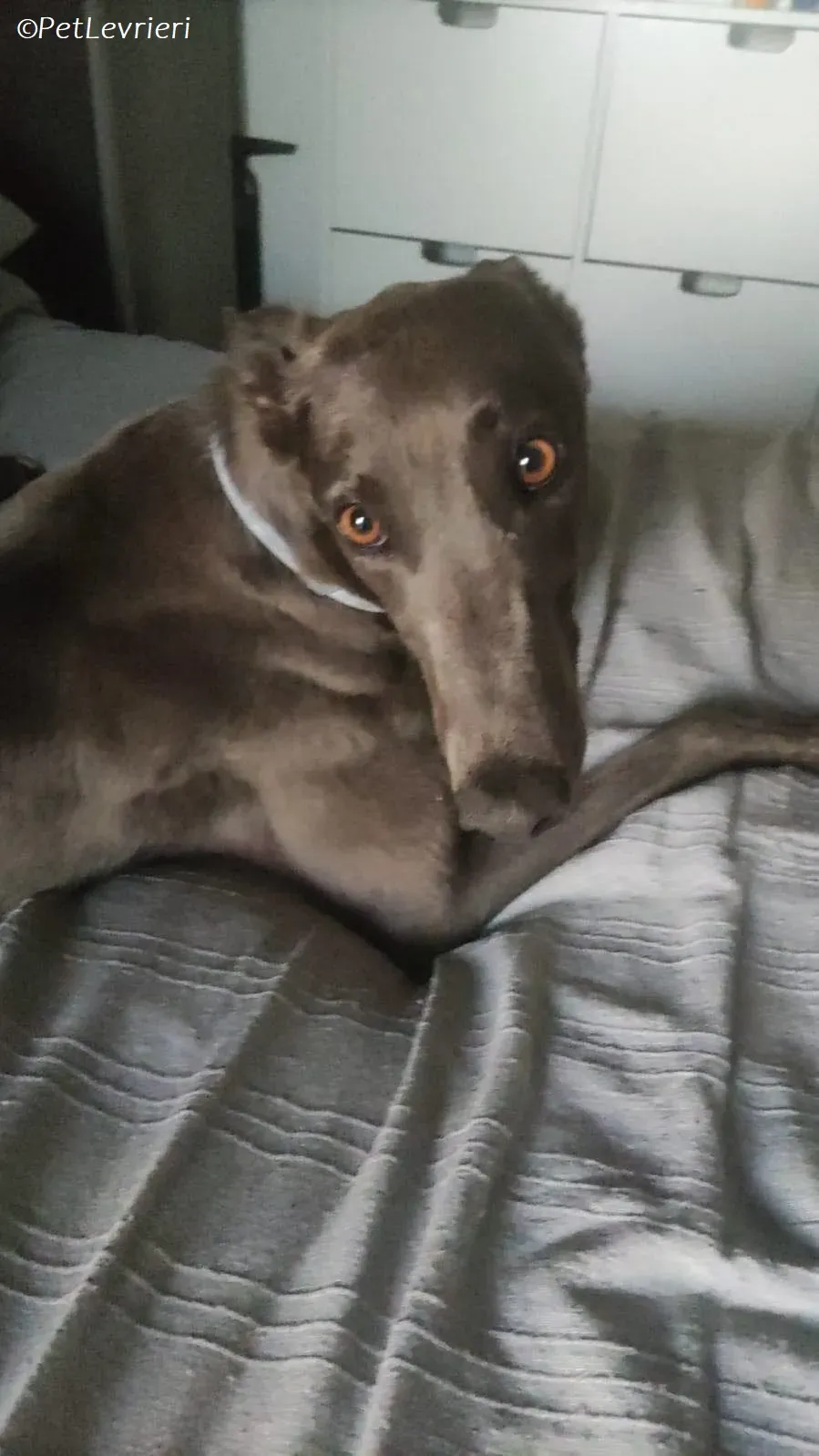 Penny adozione levrieri greyhound 20