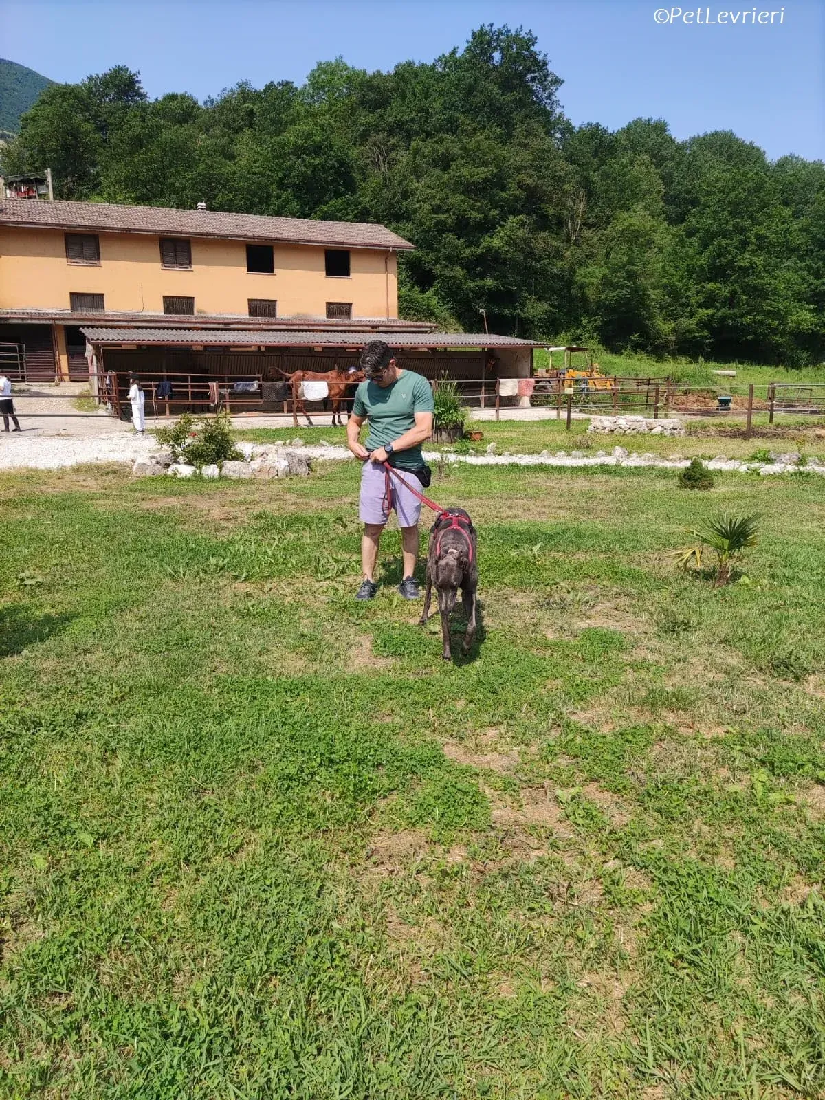 Penny adozione levrieri greyhound 22