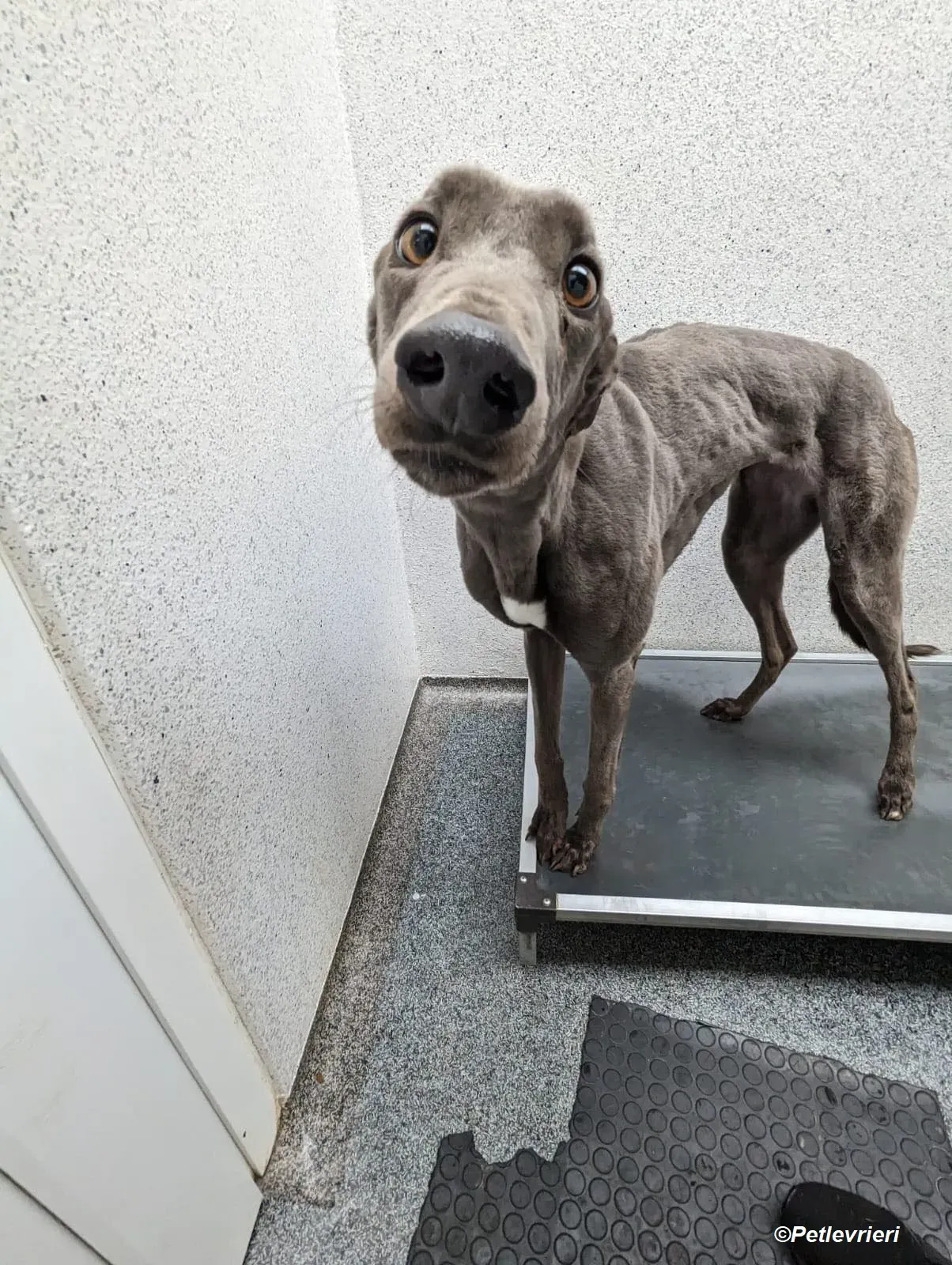 Penny adozione levrieri greyhound 24