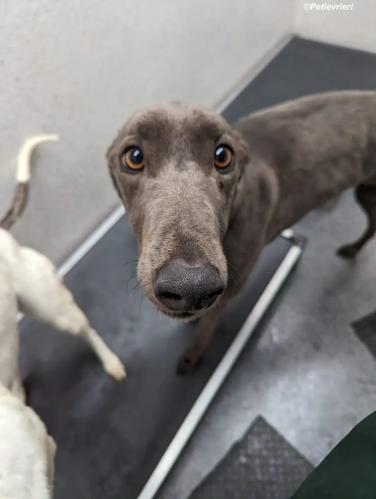 Penny adozione levrieri greyhound 25