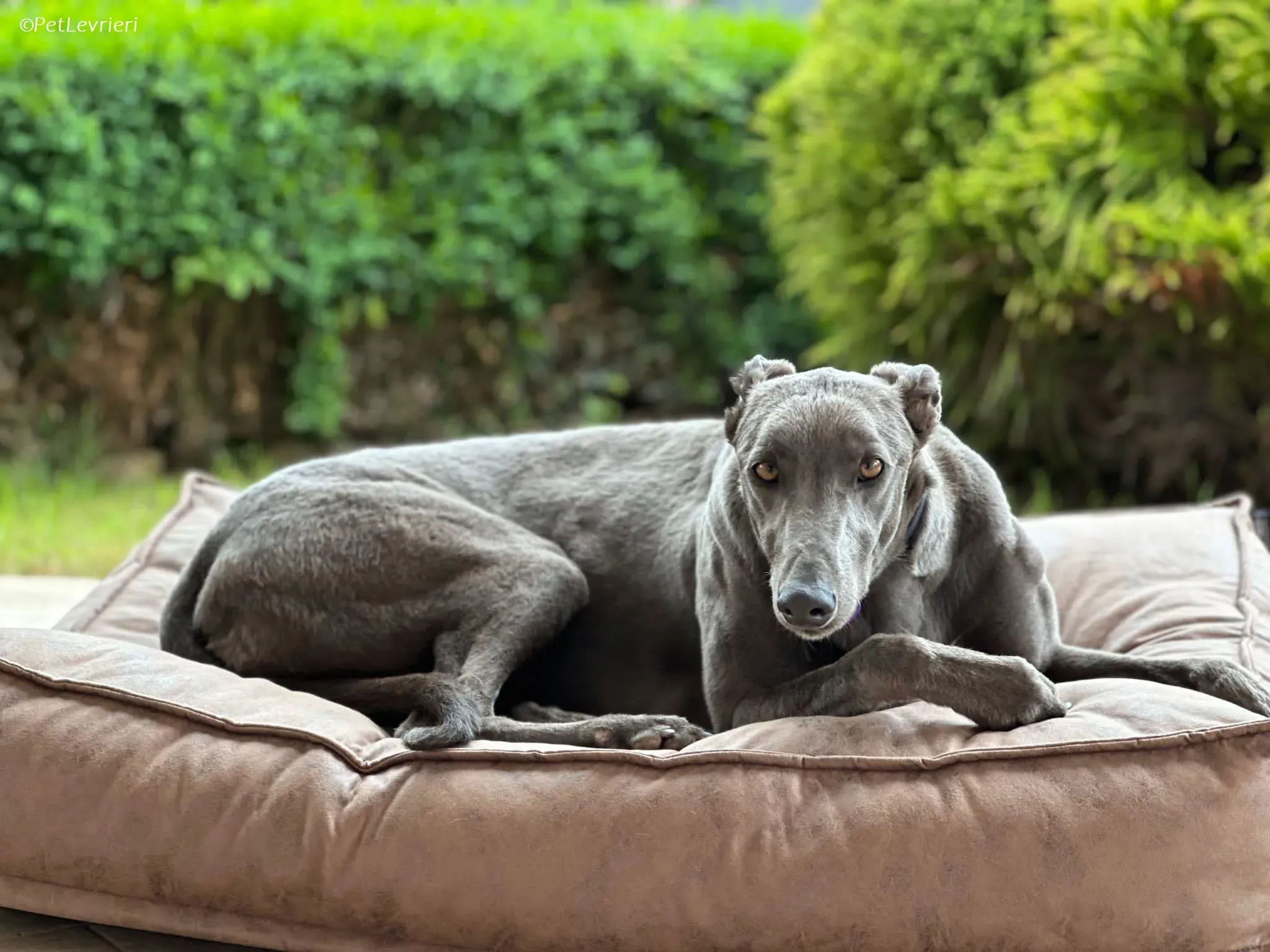 Penny adozione levrieri greyhound 5