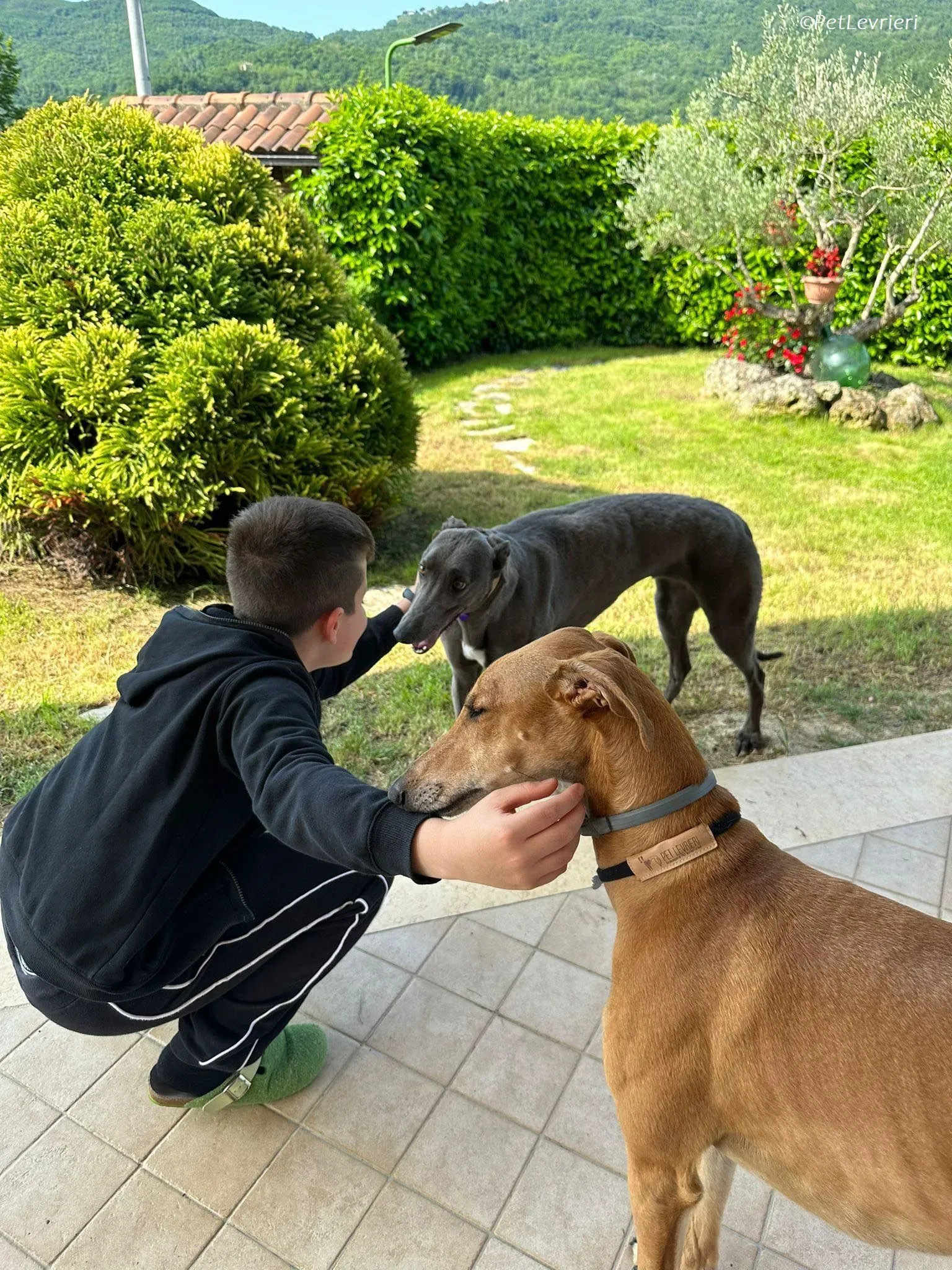 Penny adozione levrieri greyhound 3 1