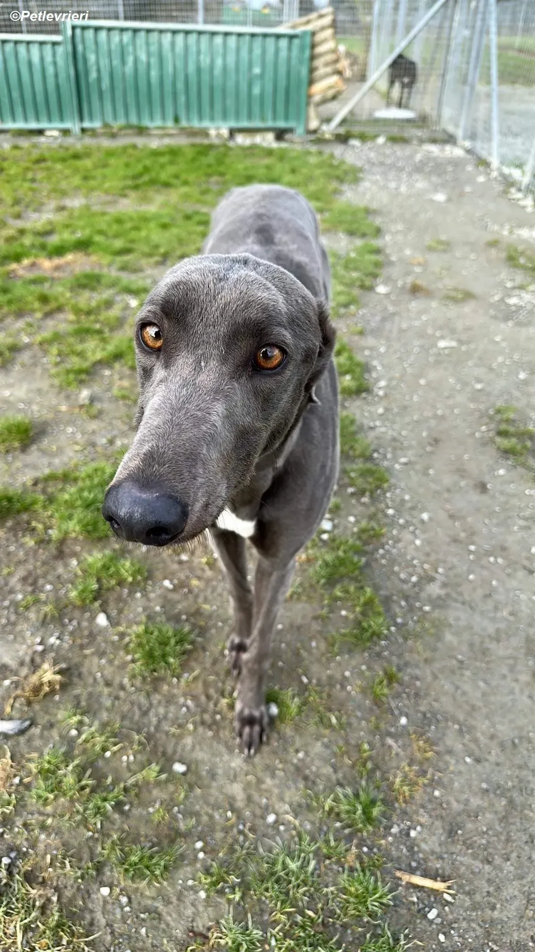 Penny adozione levrieri greyhound 3