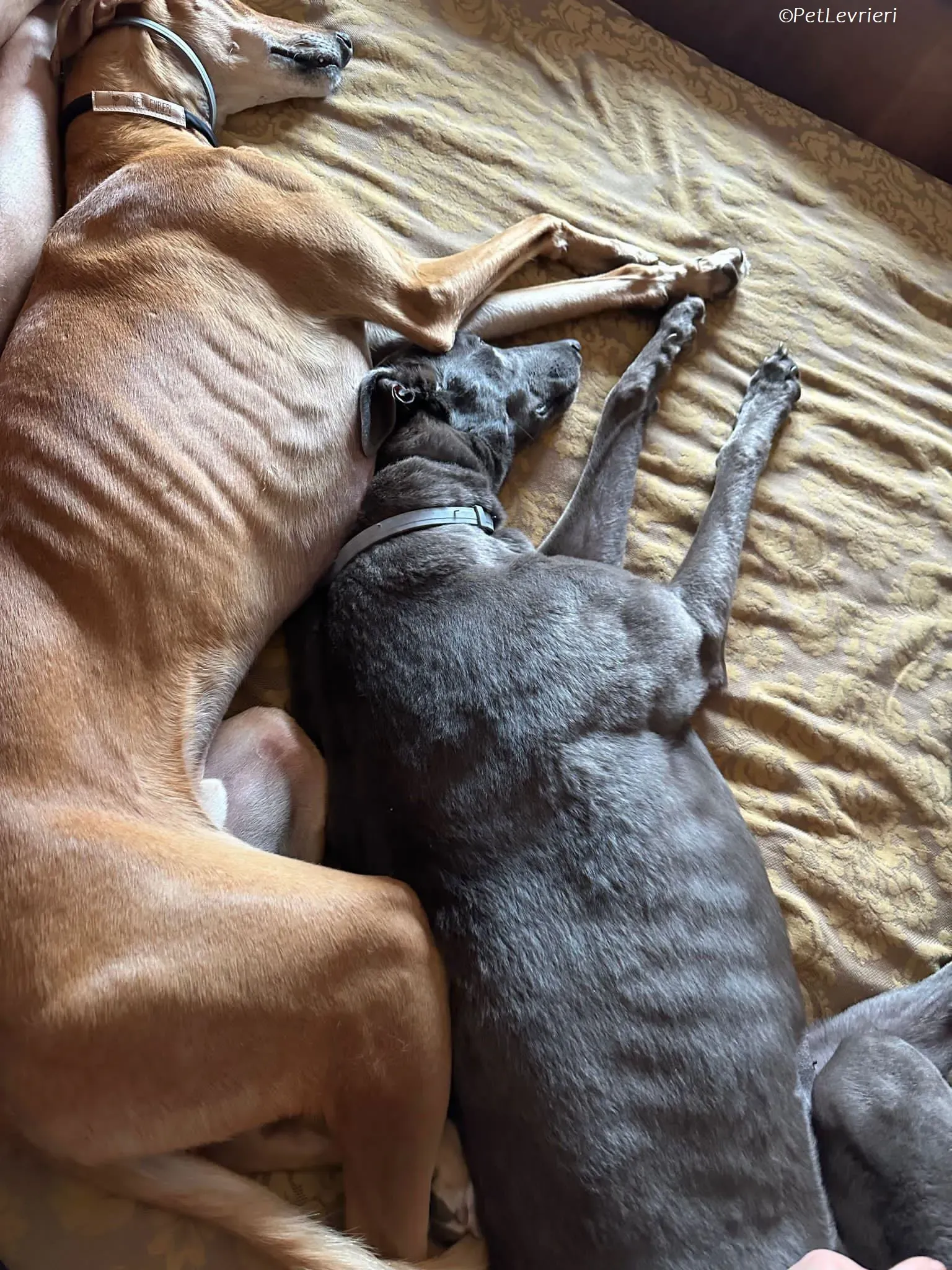 Penny adozione levrieri greyhound 13